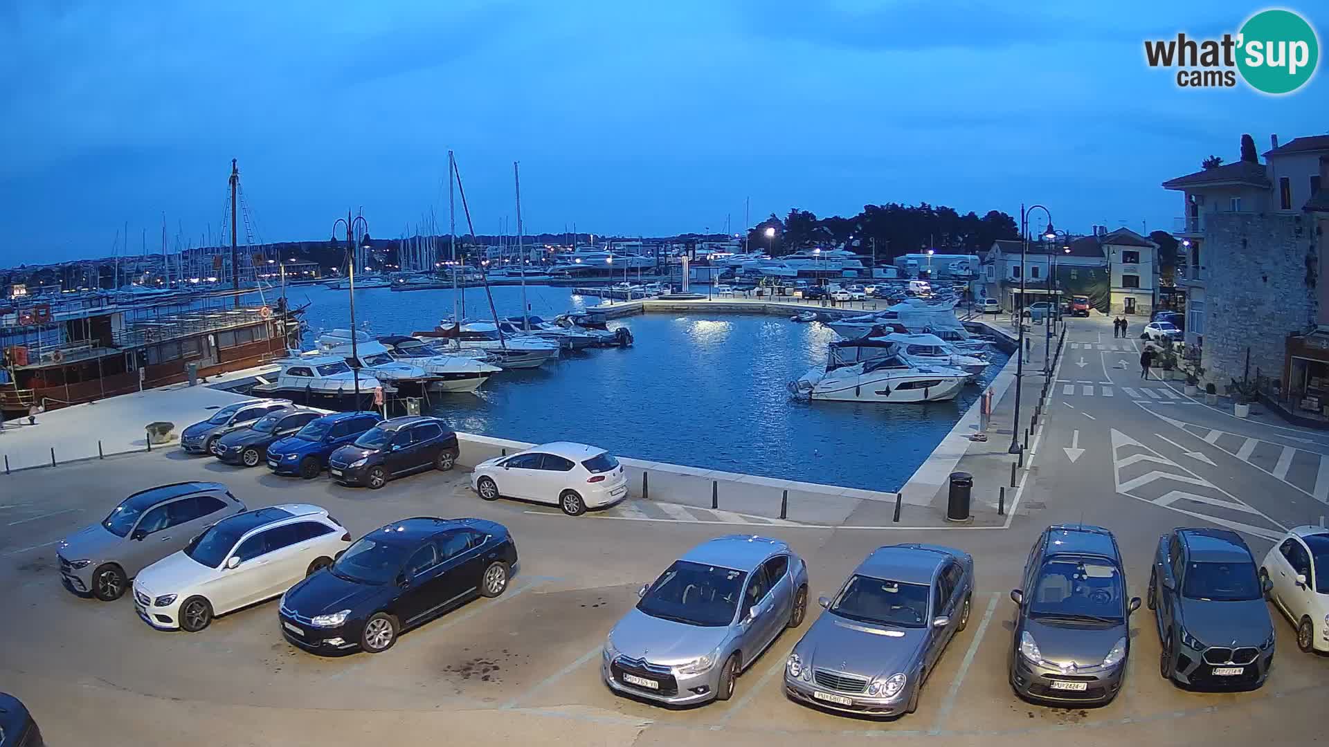 Novigrad | Porporela marina