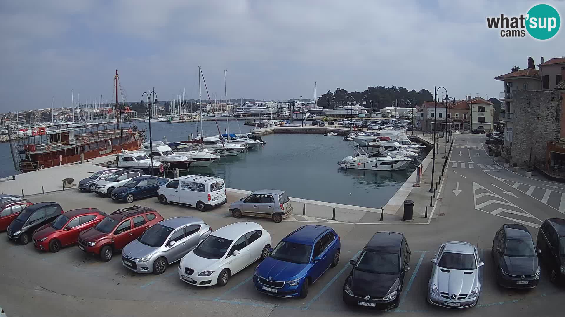 Novigrad | Porporela marina