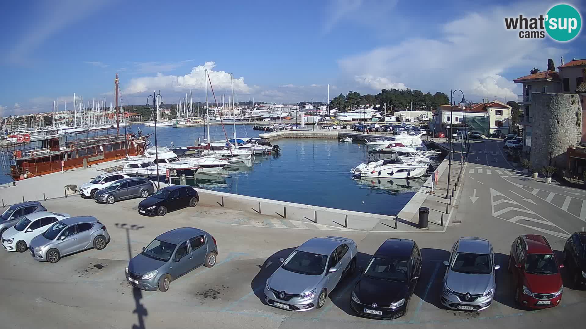 Novigrad | Porporela marina