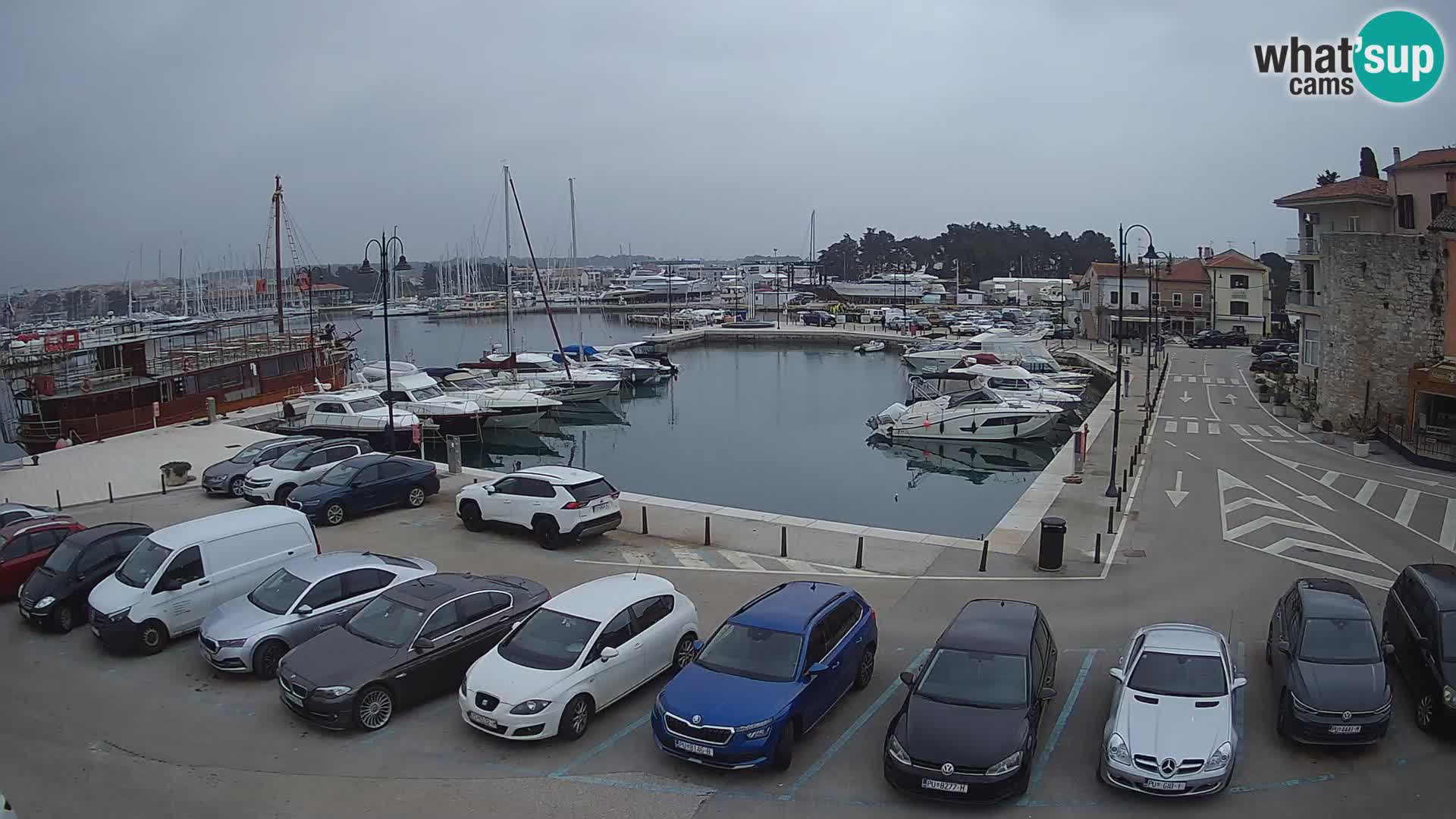 Novigrad | Porporela marina