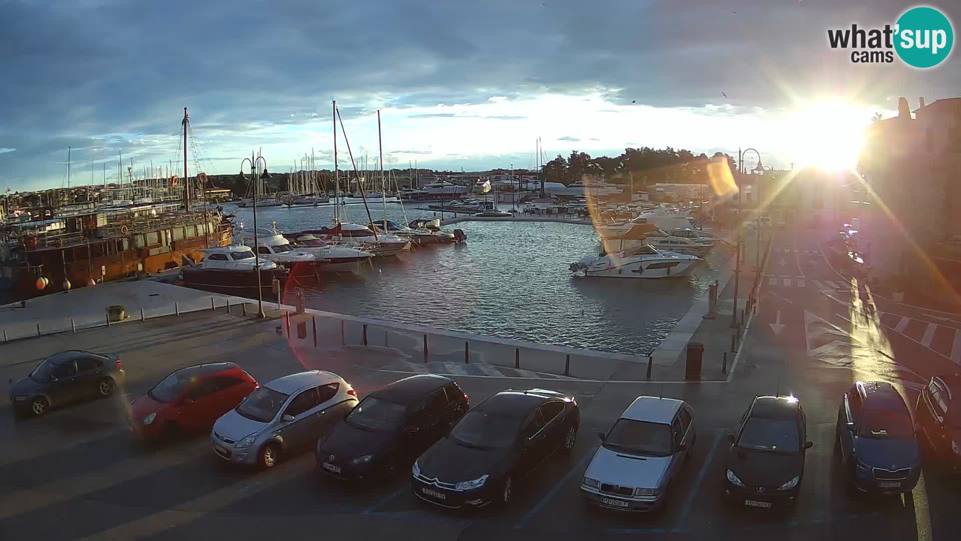 Novigrad | Porporela marina