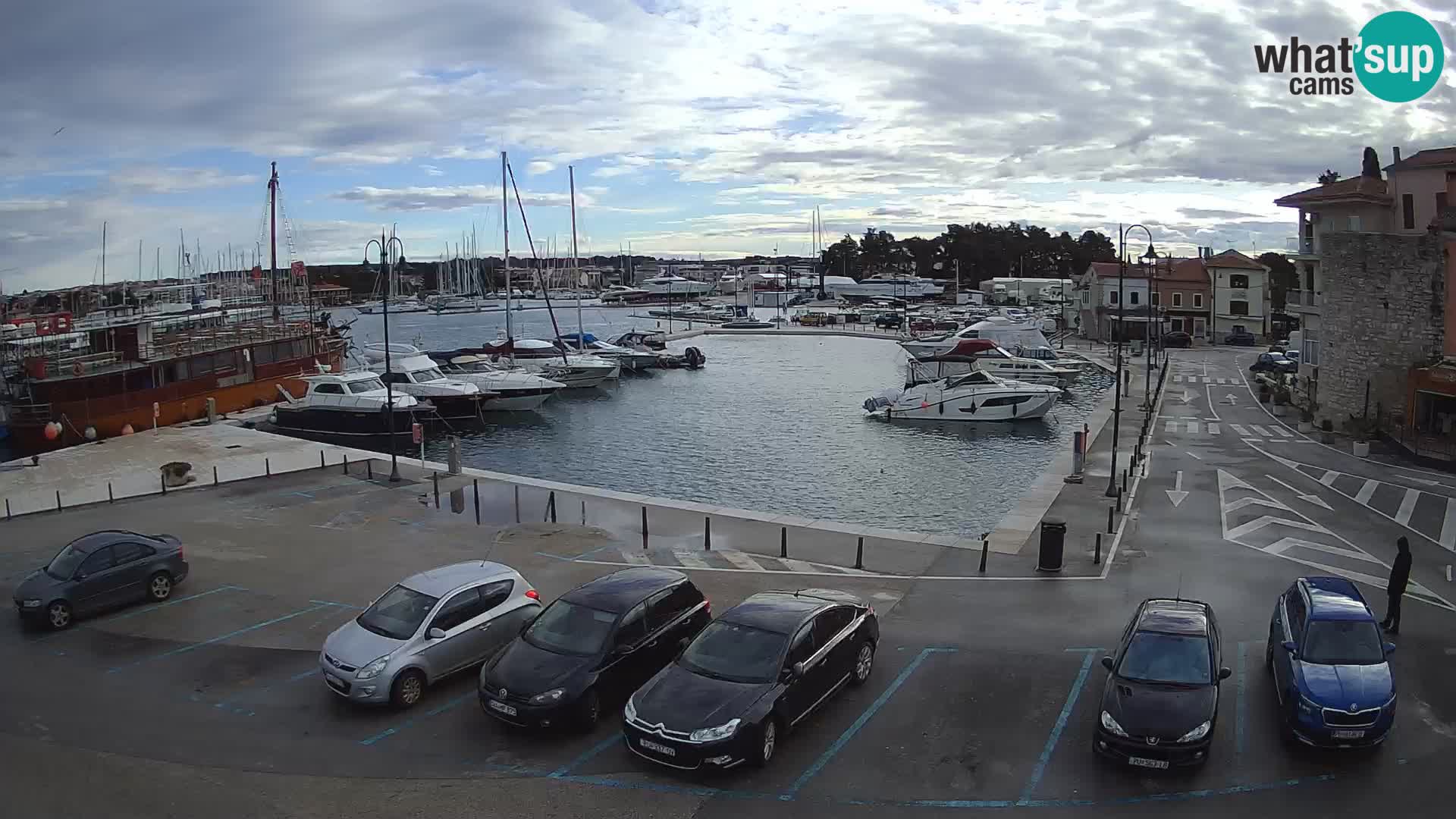 Novigrad | Porporela marina