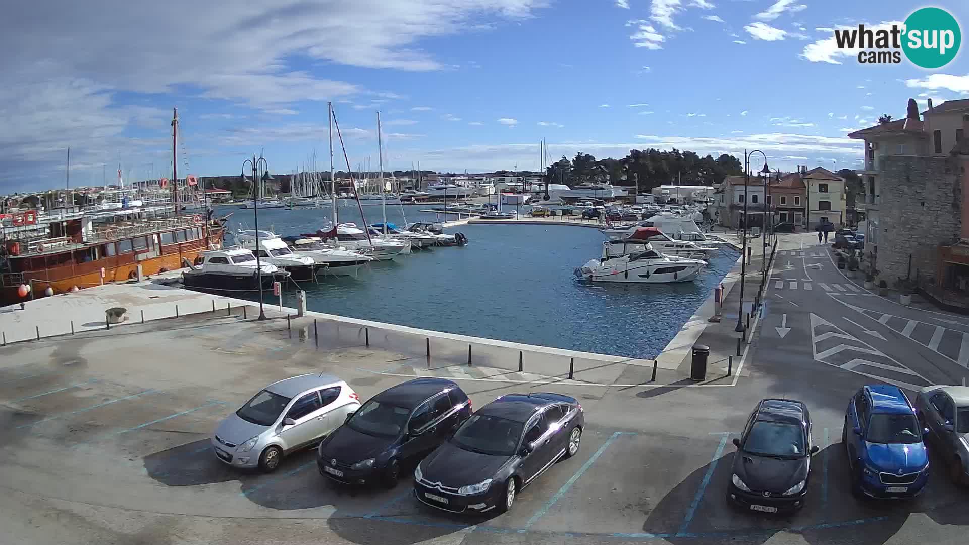 Novigrad | Porporela marina