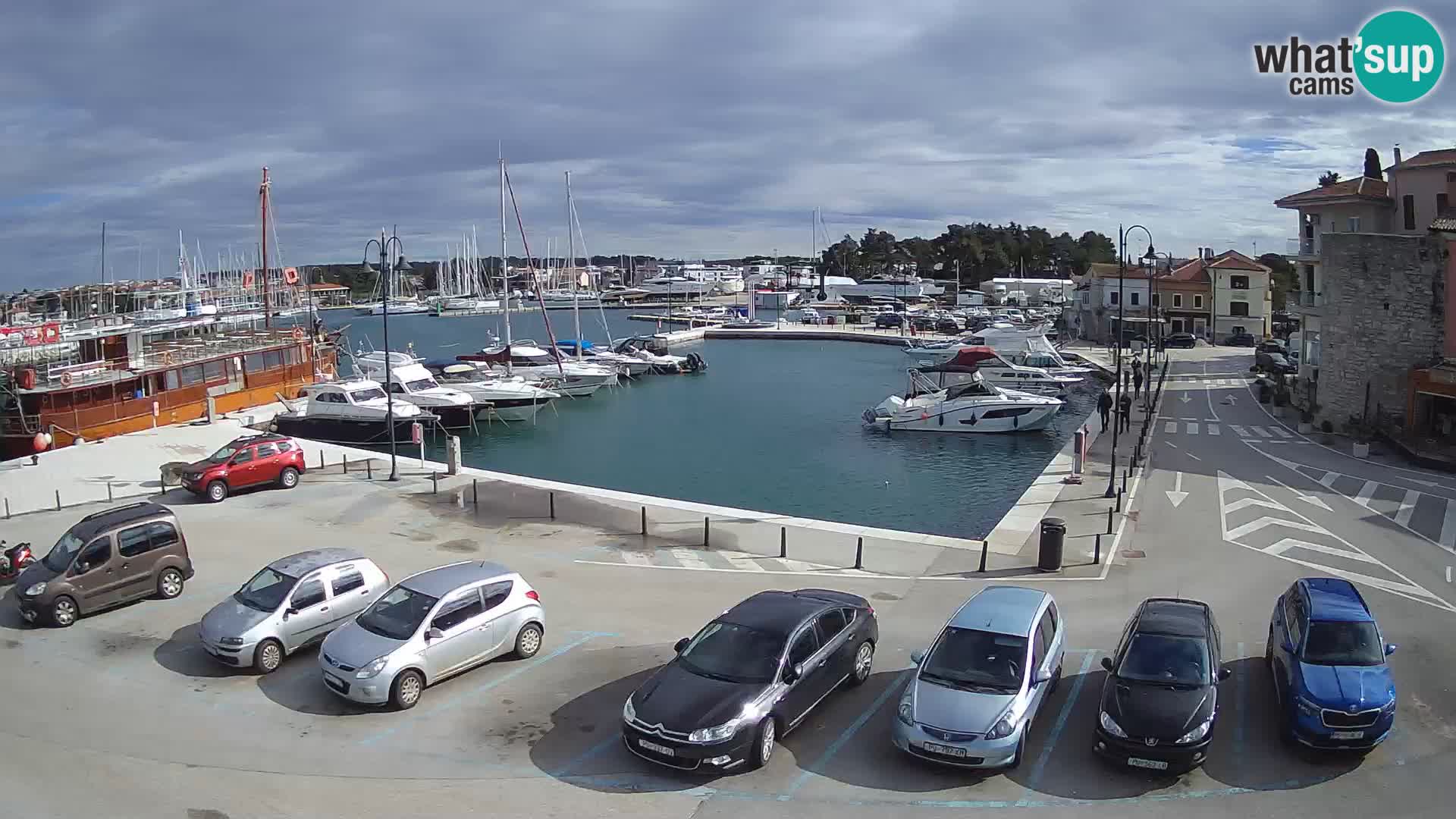 Novigrad | Porporela marina