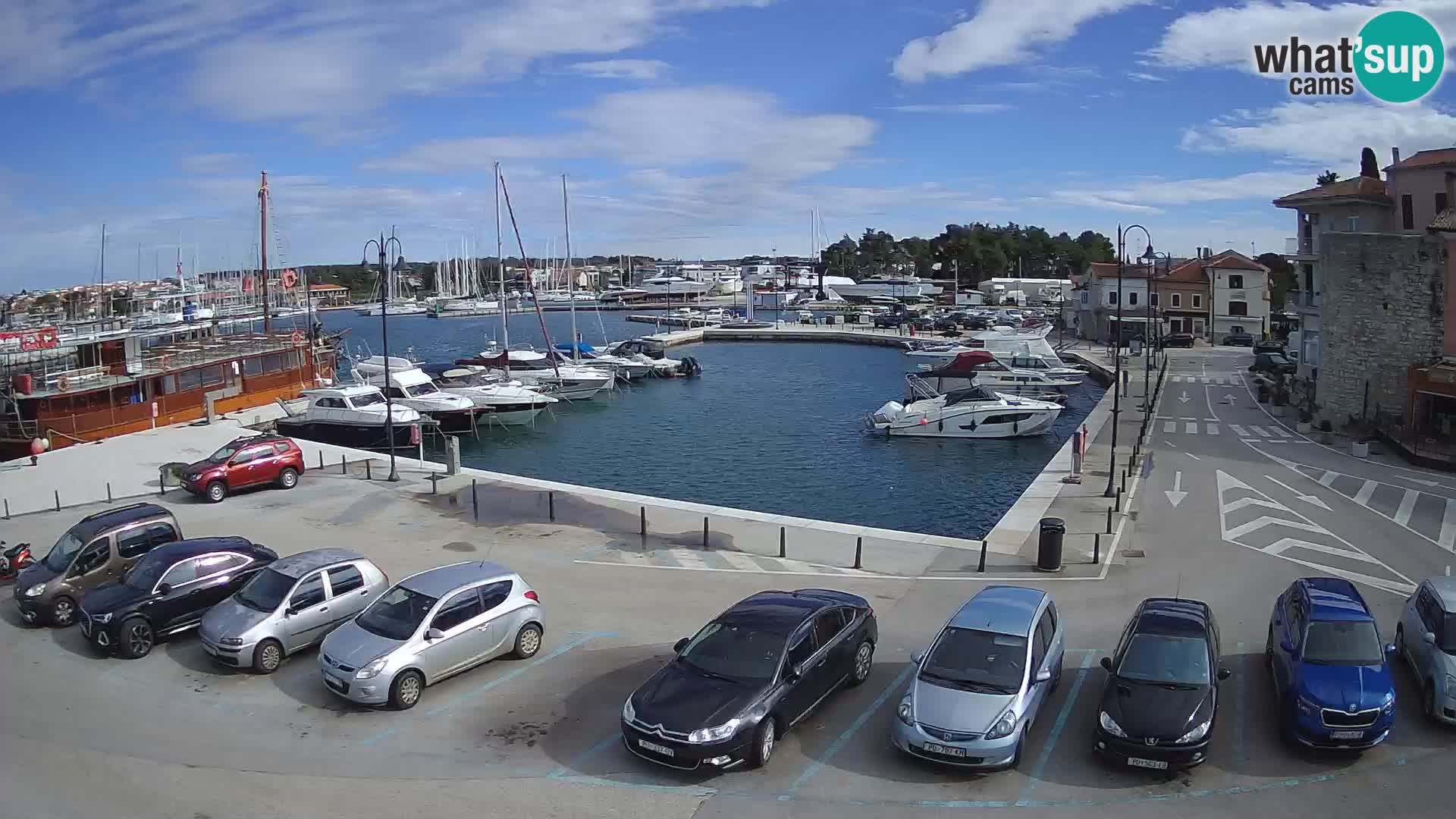 Novigrad | Porporela marina