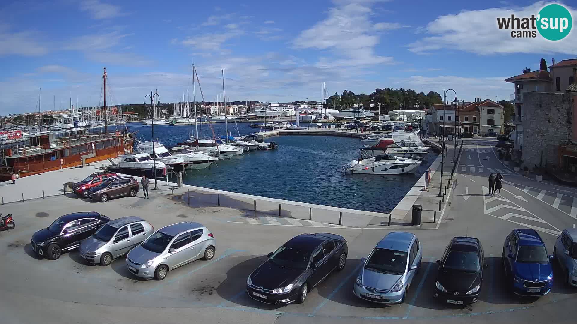 Novigrad | Porporela marina