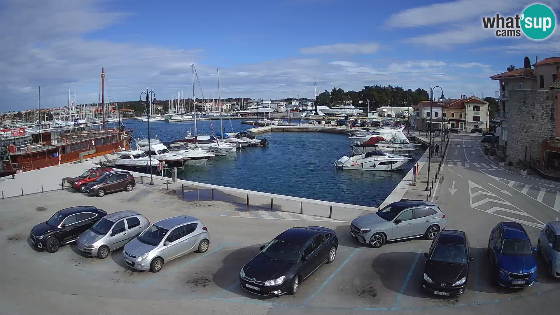 Novigrad | Porporela marina