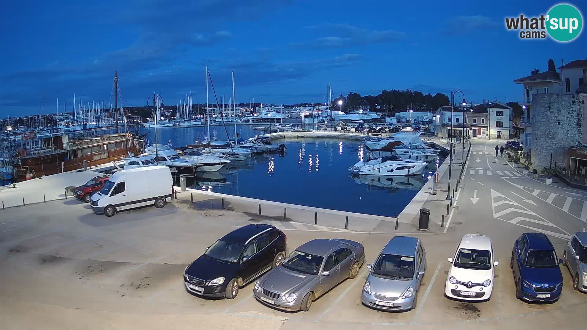 Novigrad | Porporela marina