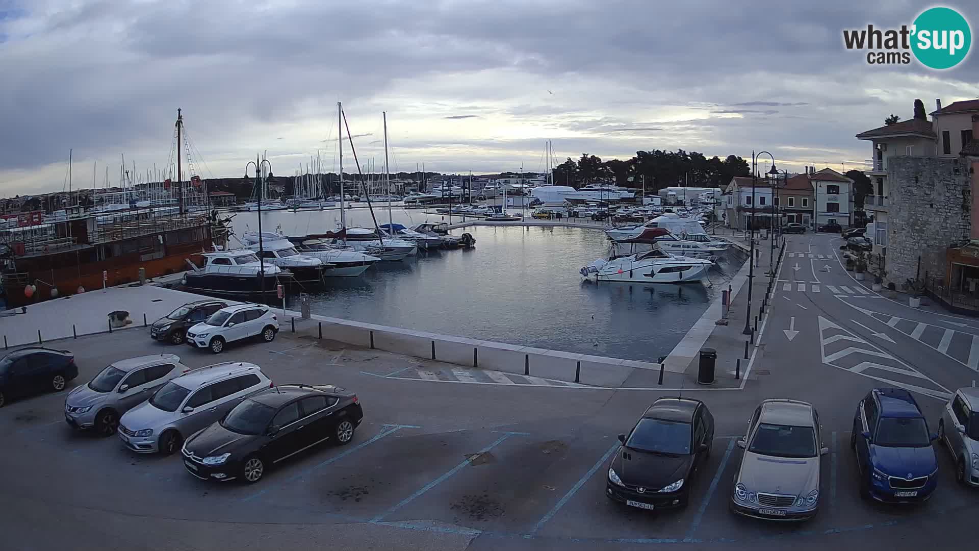 Novigrad | Porporela marina