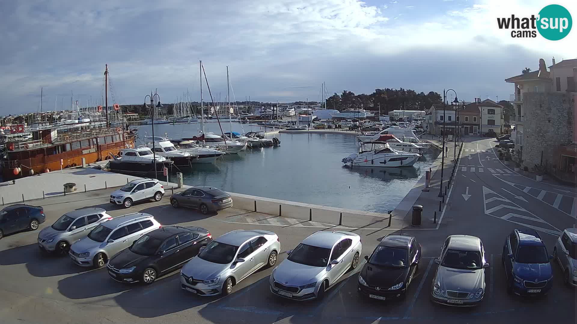 Novigrad | Porporela marina