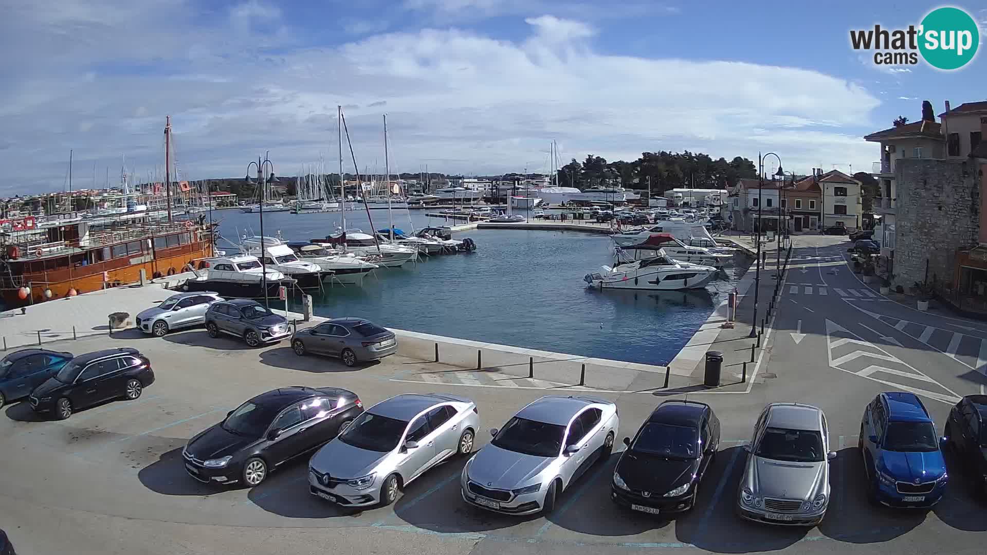 Novigrad | Porporela marina