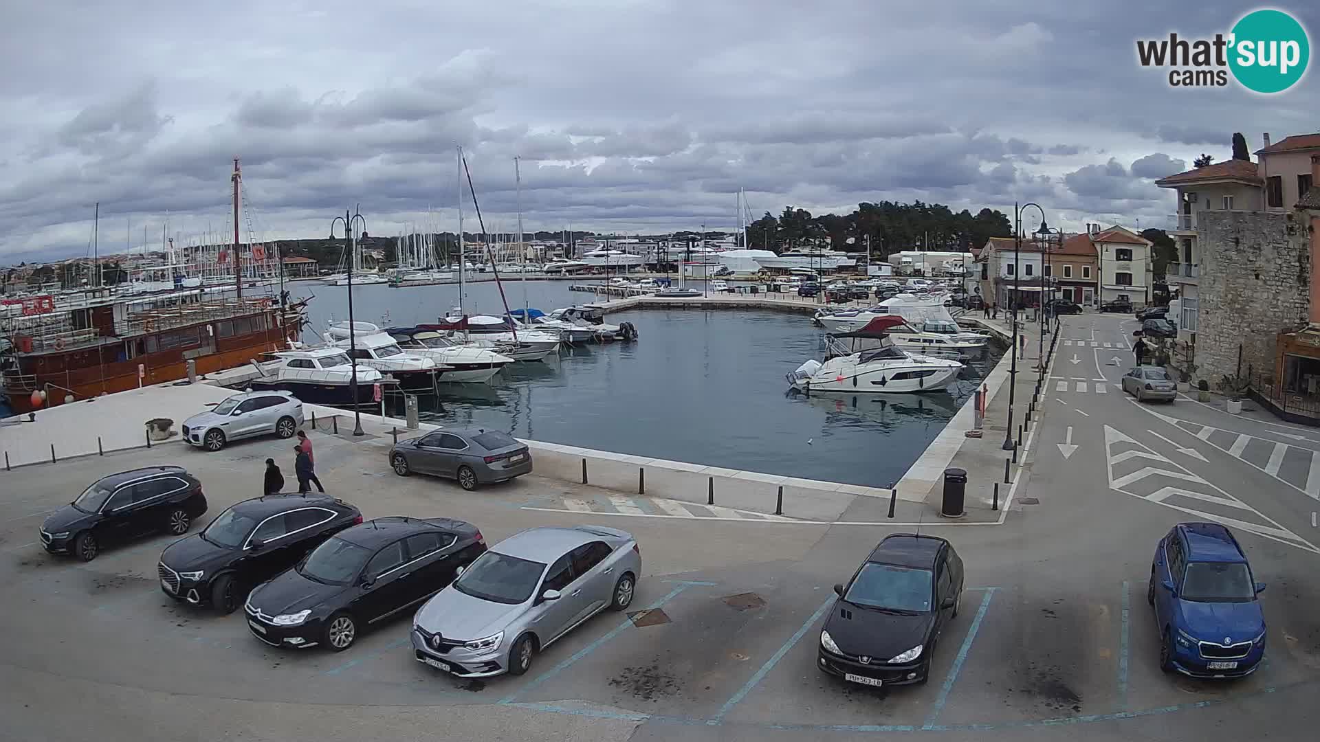 Novigrad | Porporela marina