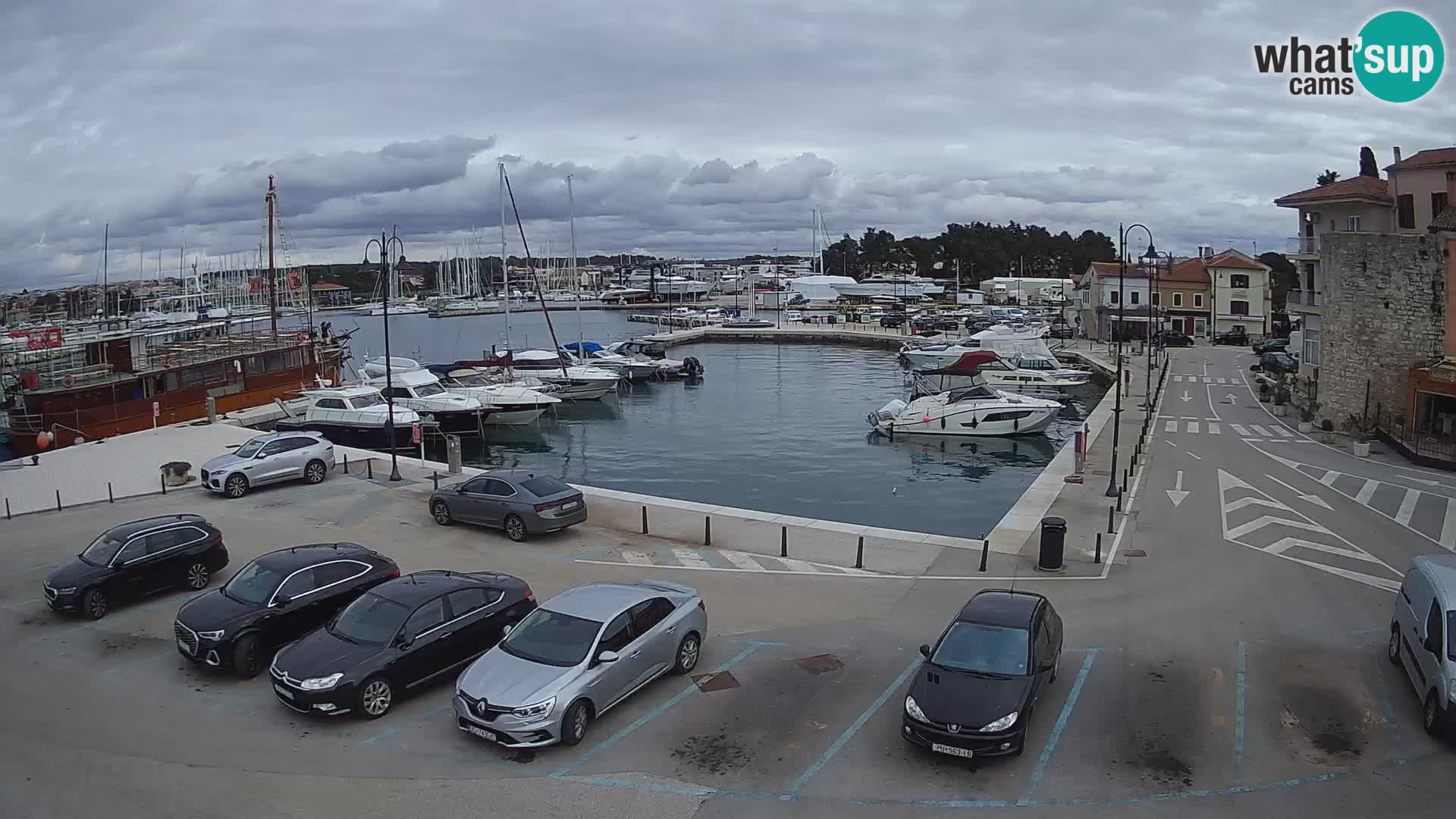 Novigrad | Porporela marina