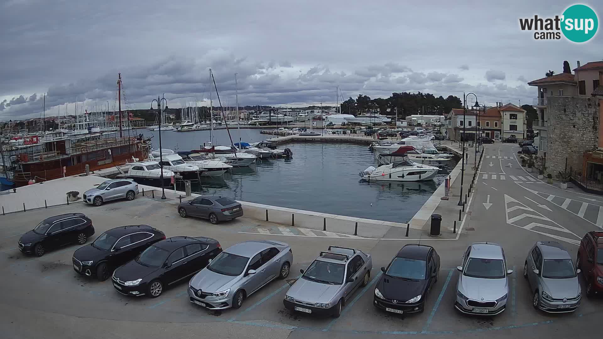 Novigrad | Porporela marina