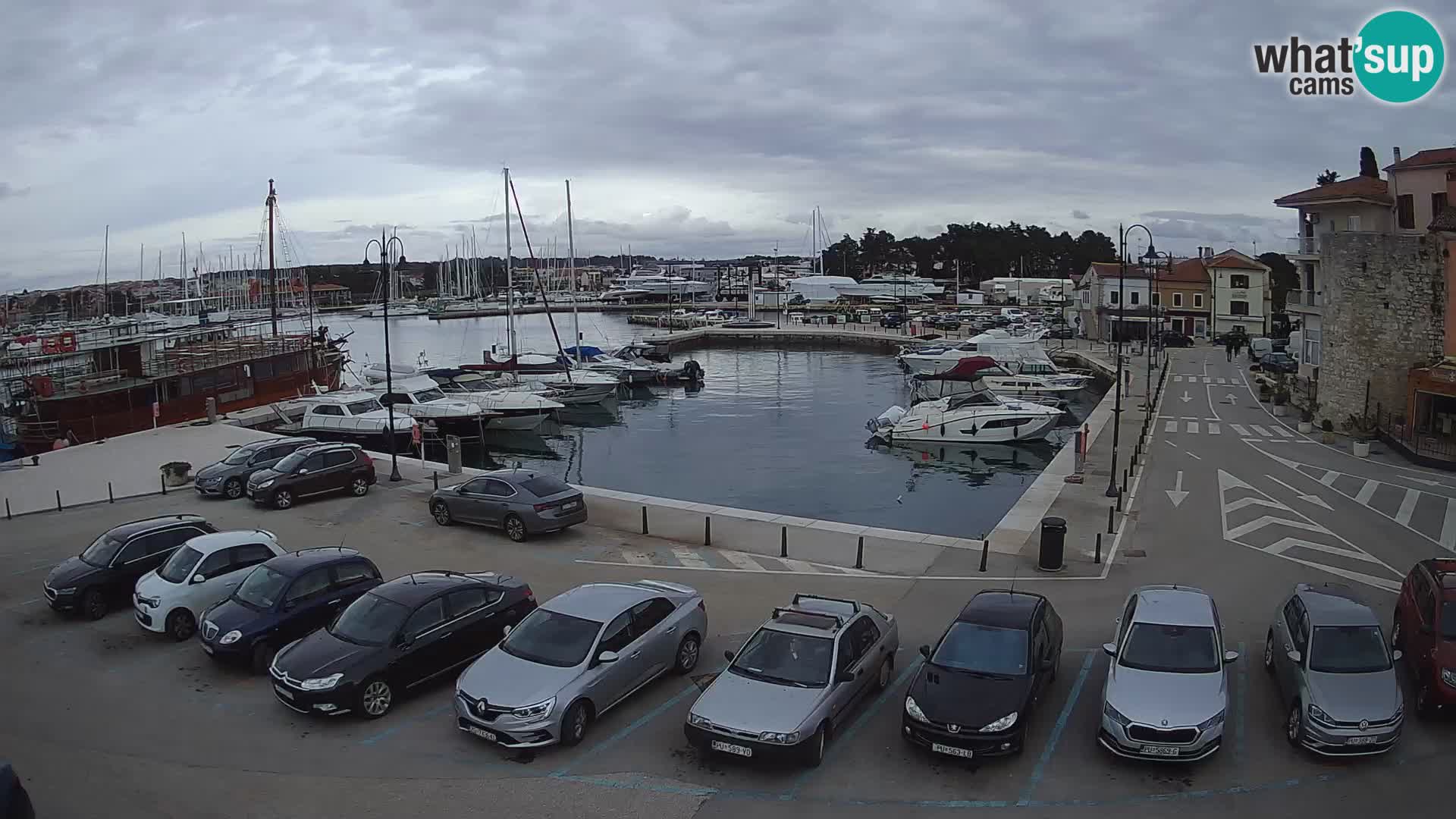 Novigrad | Porporela marina