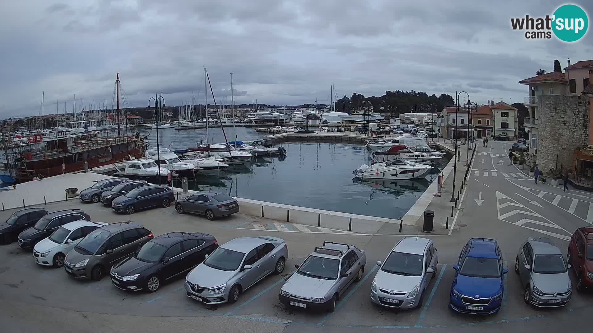 Novigrad | Porporela marina