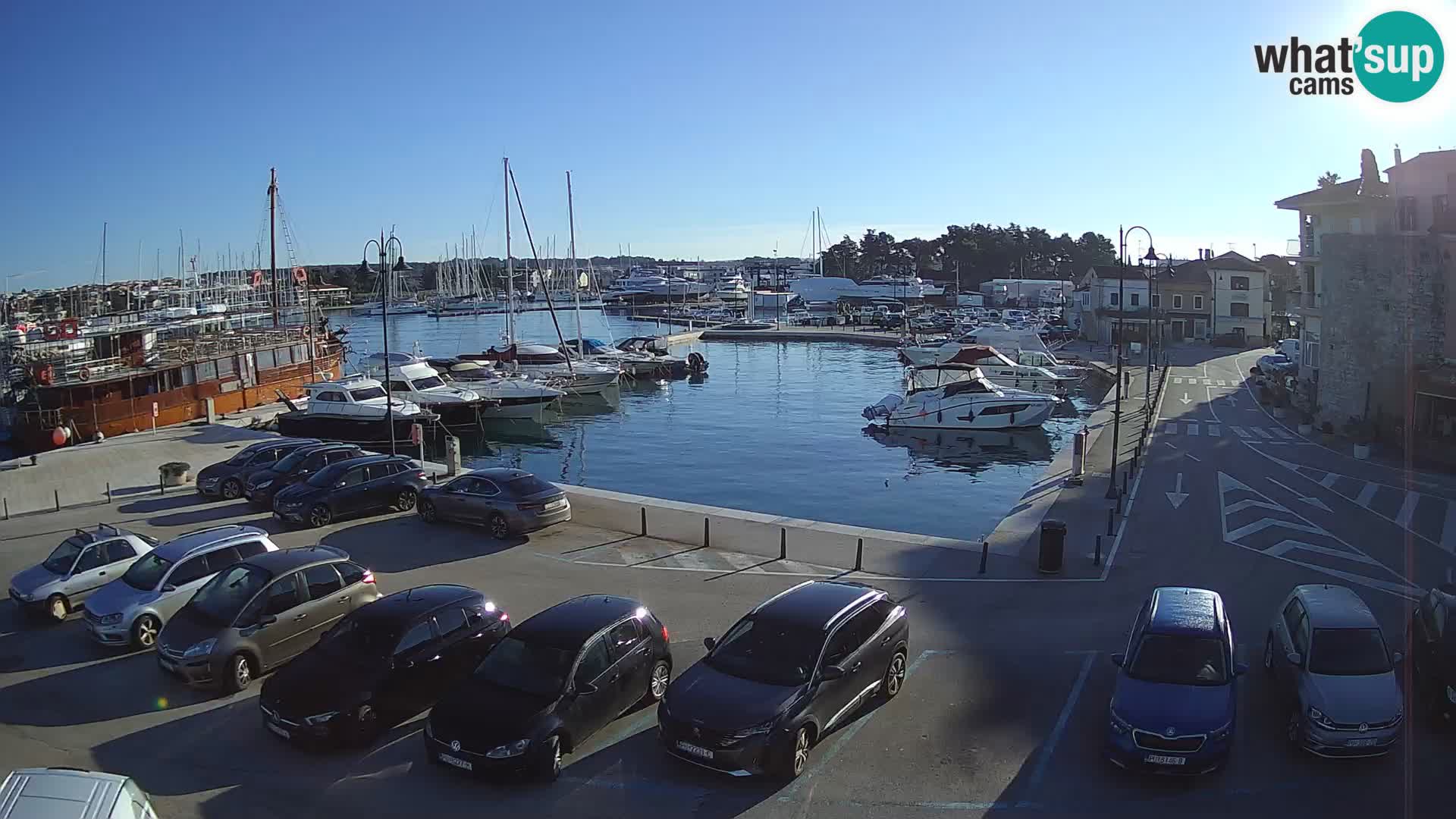 Novigrad | Porporela marina