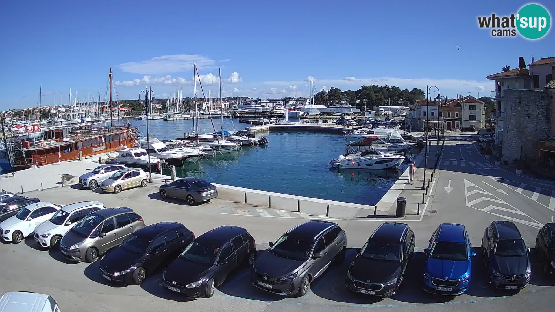 Novigrad | Porporela marina