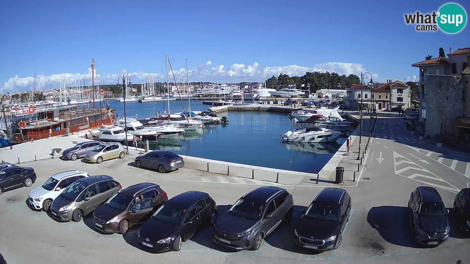 Novigrad | Porporela marina