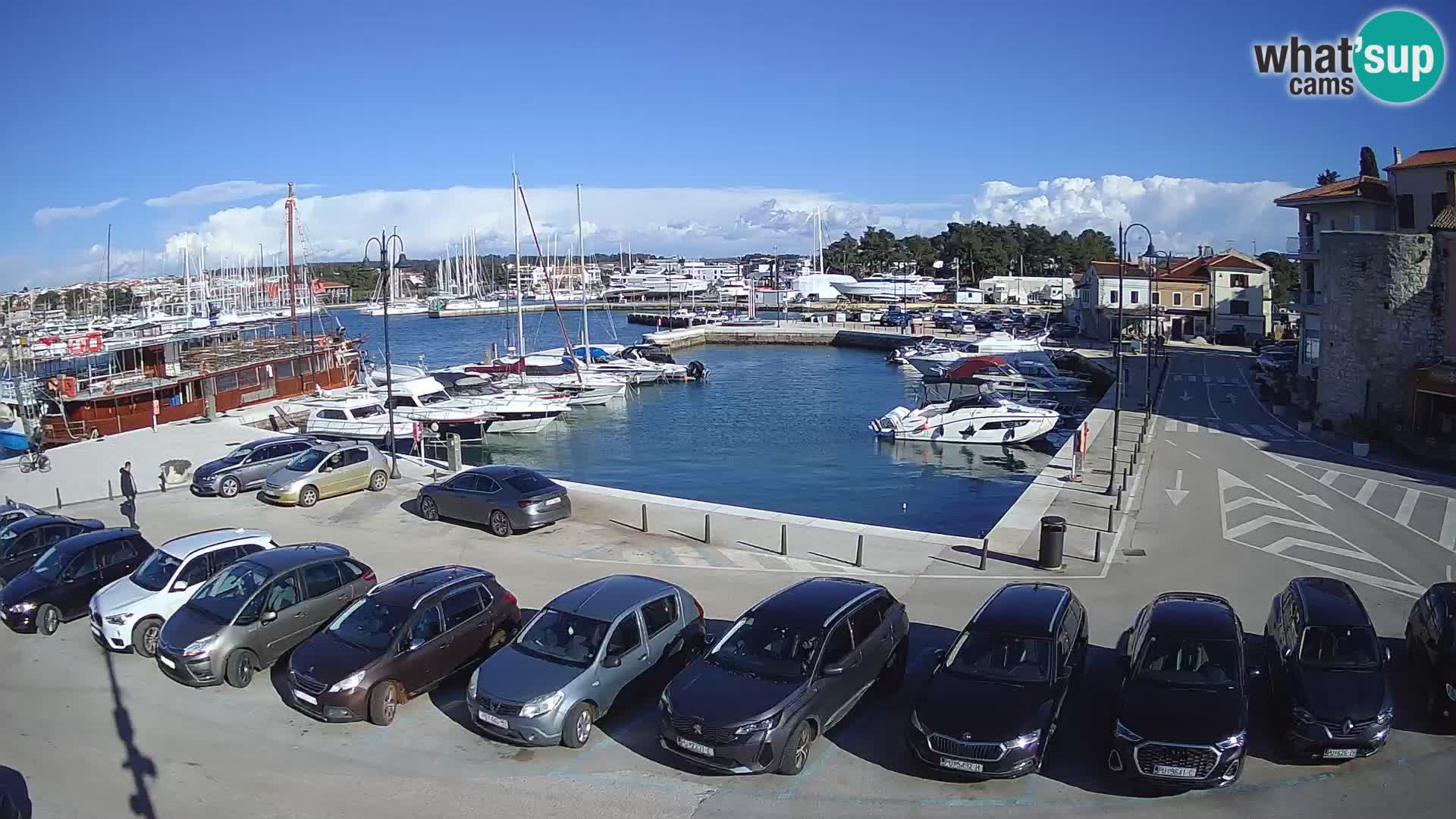 Novigrad | Porporela marina