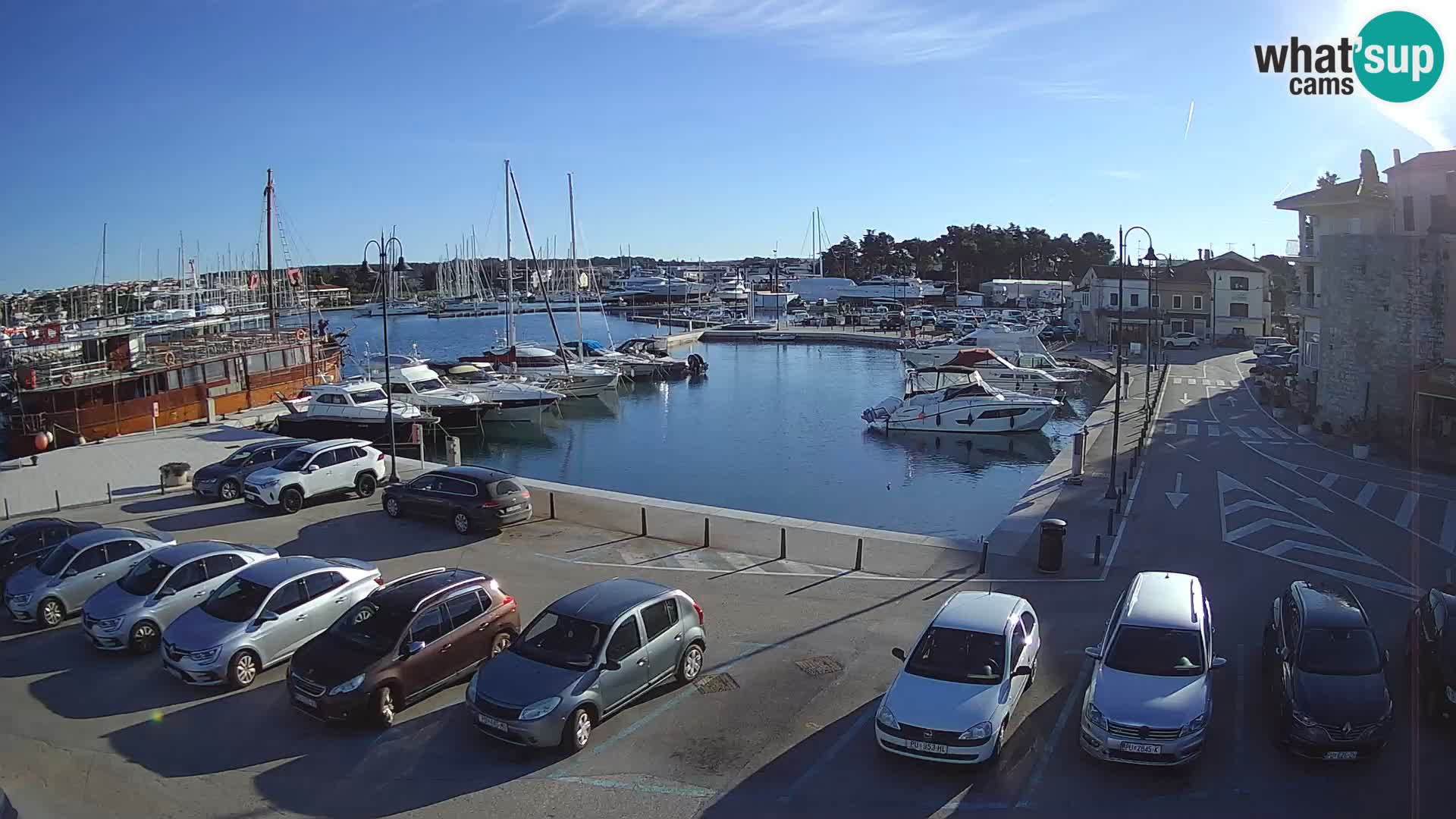 Novigrad | Porporela marina