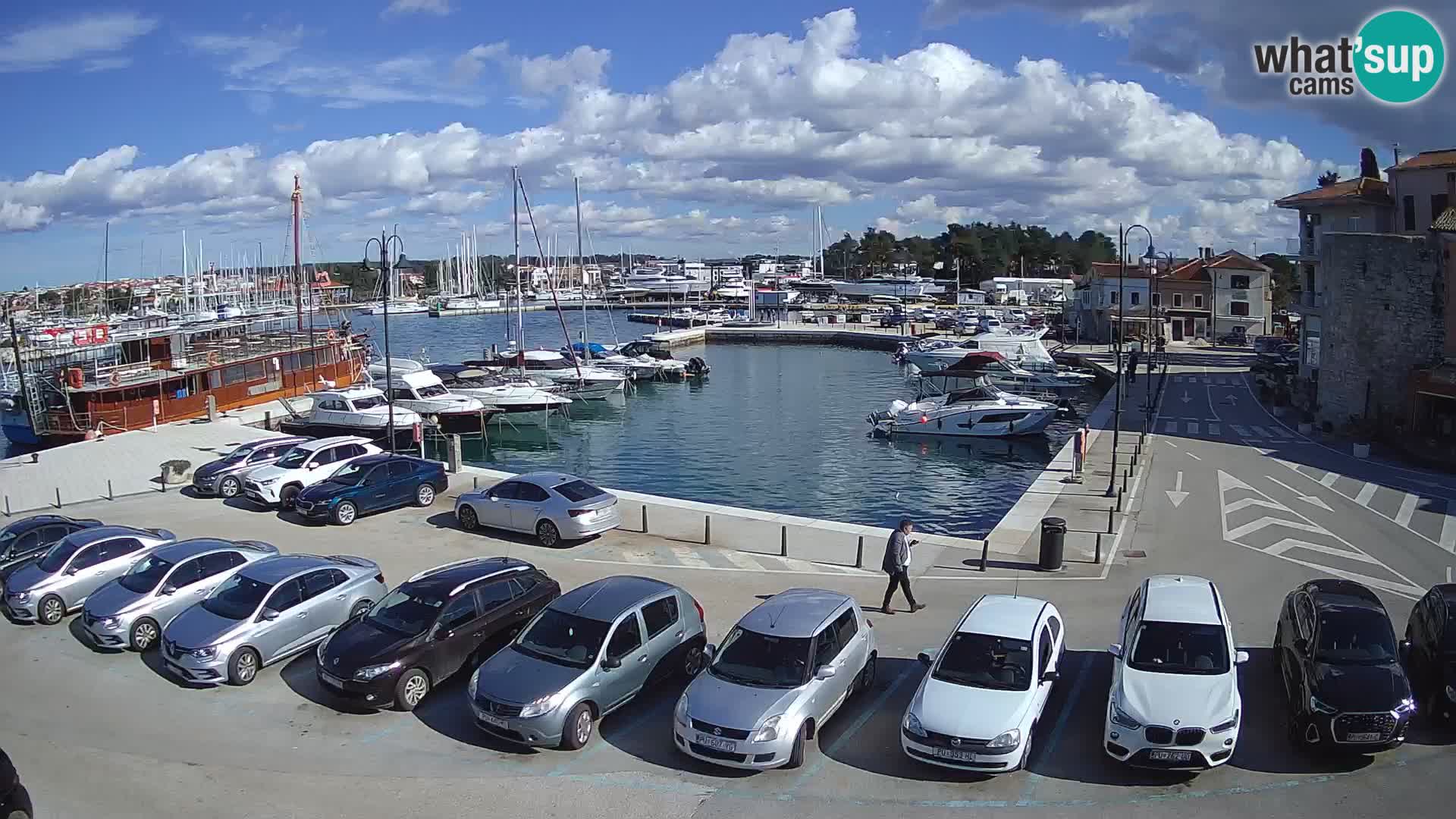 Novigrad | Porporela marina