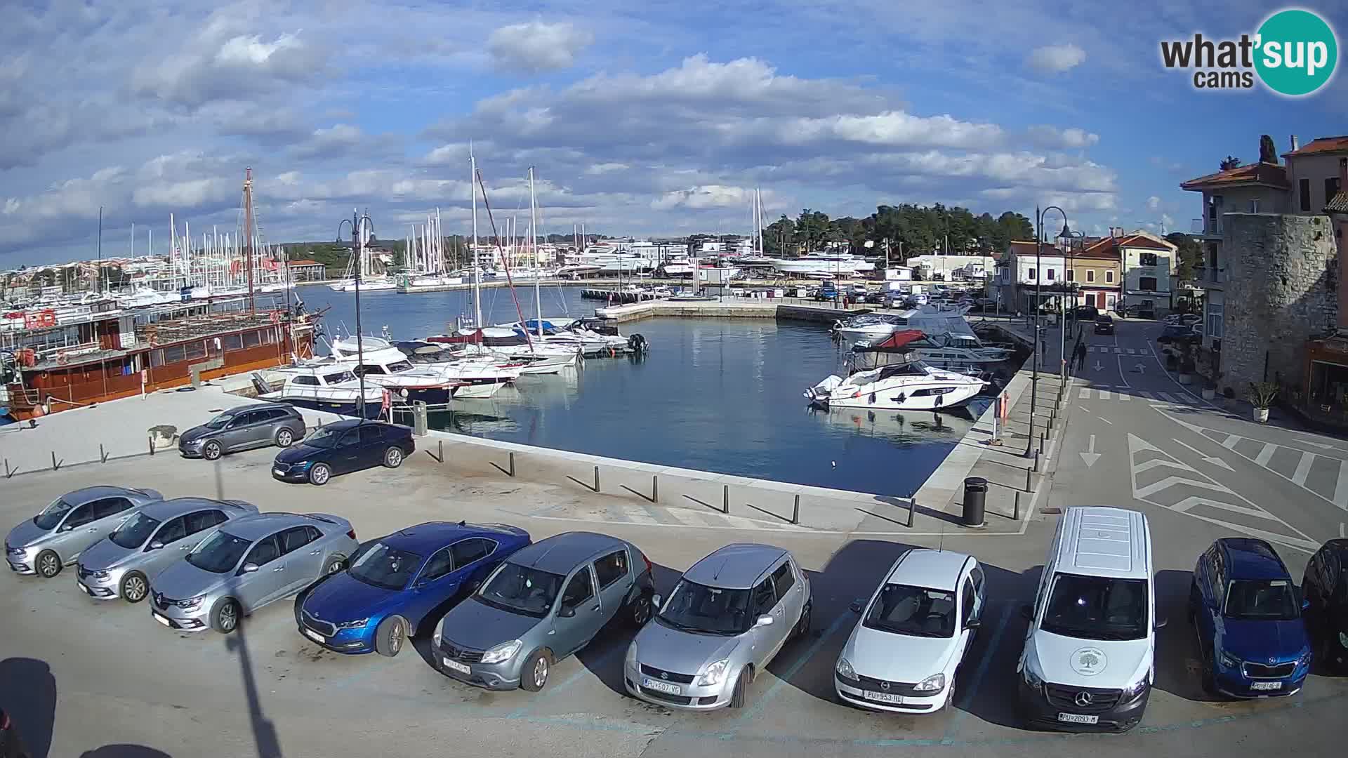 Novigrad | Porporela marina