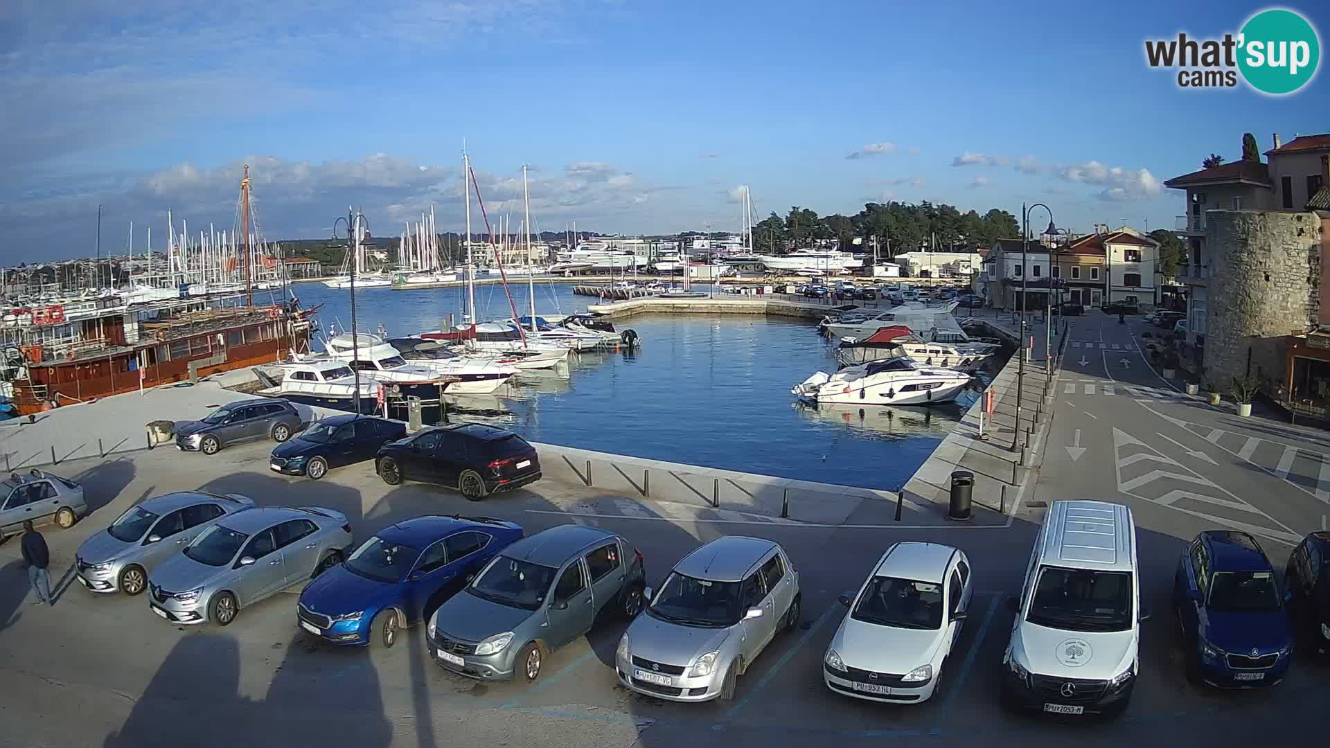 Novigrad | Porporela marina