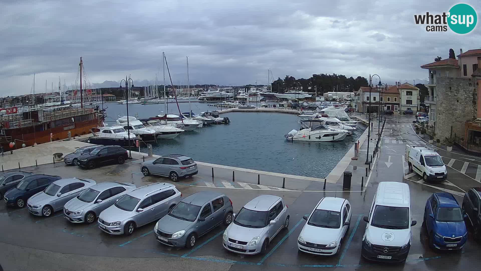 Novigrad | Porporela marina