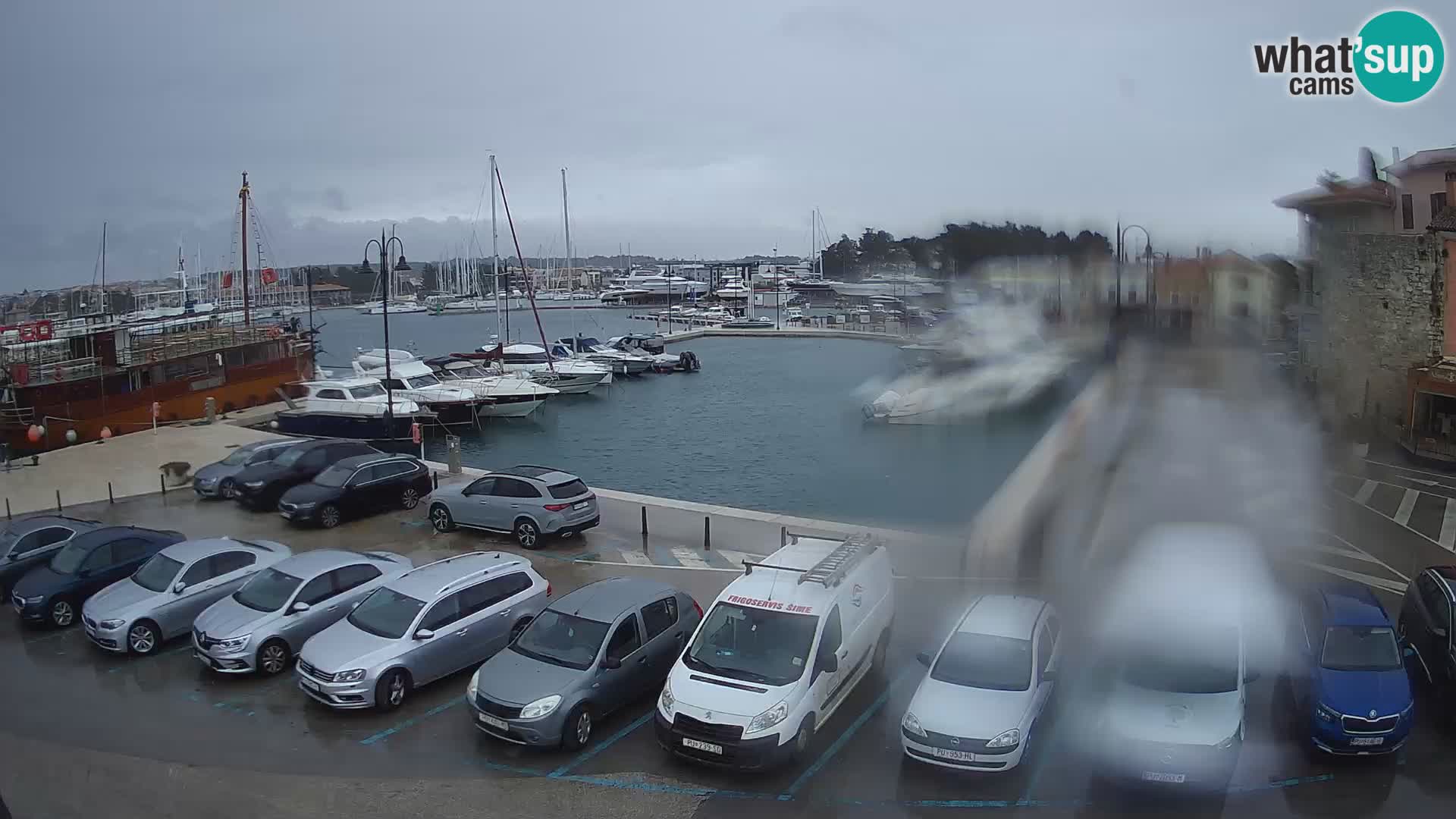 Novigrad | Porporela marina