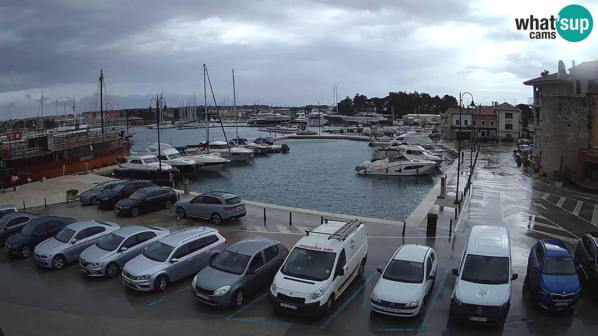 Novigrad | Porporela marina