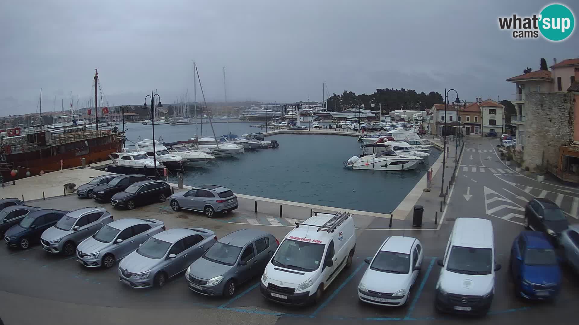 Novigrad | Porporela marina