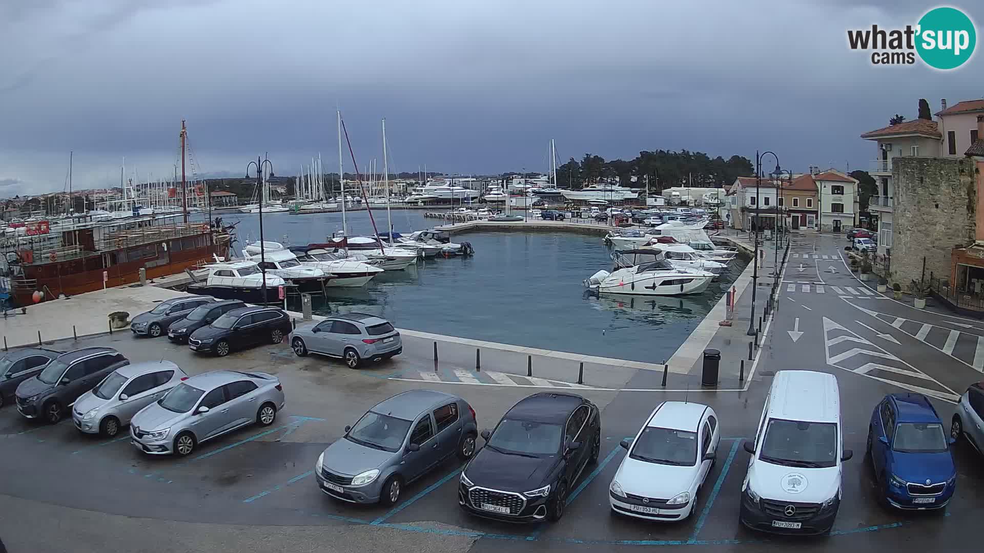 Novigrad | Porporela marina