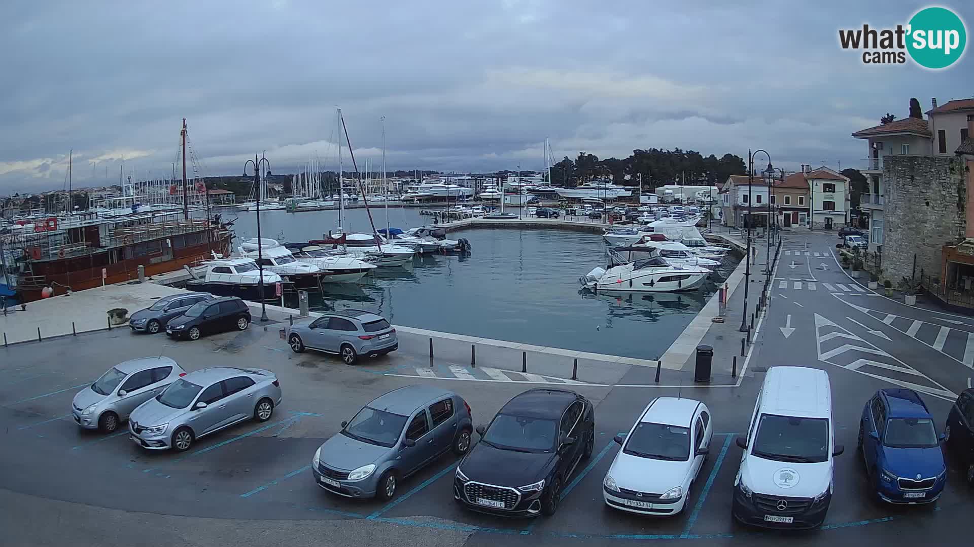Novigrad | Porporela marina