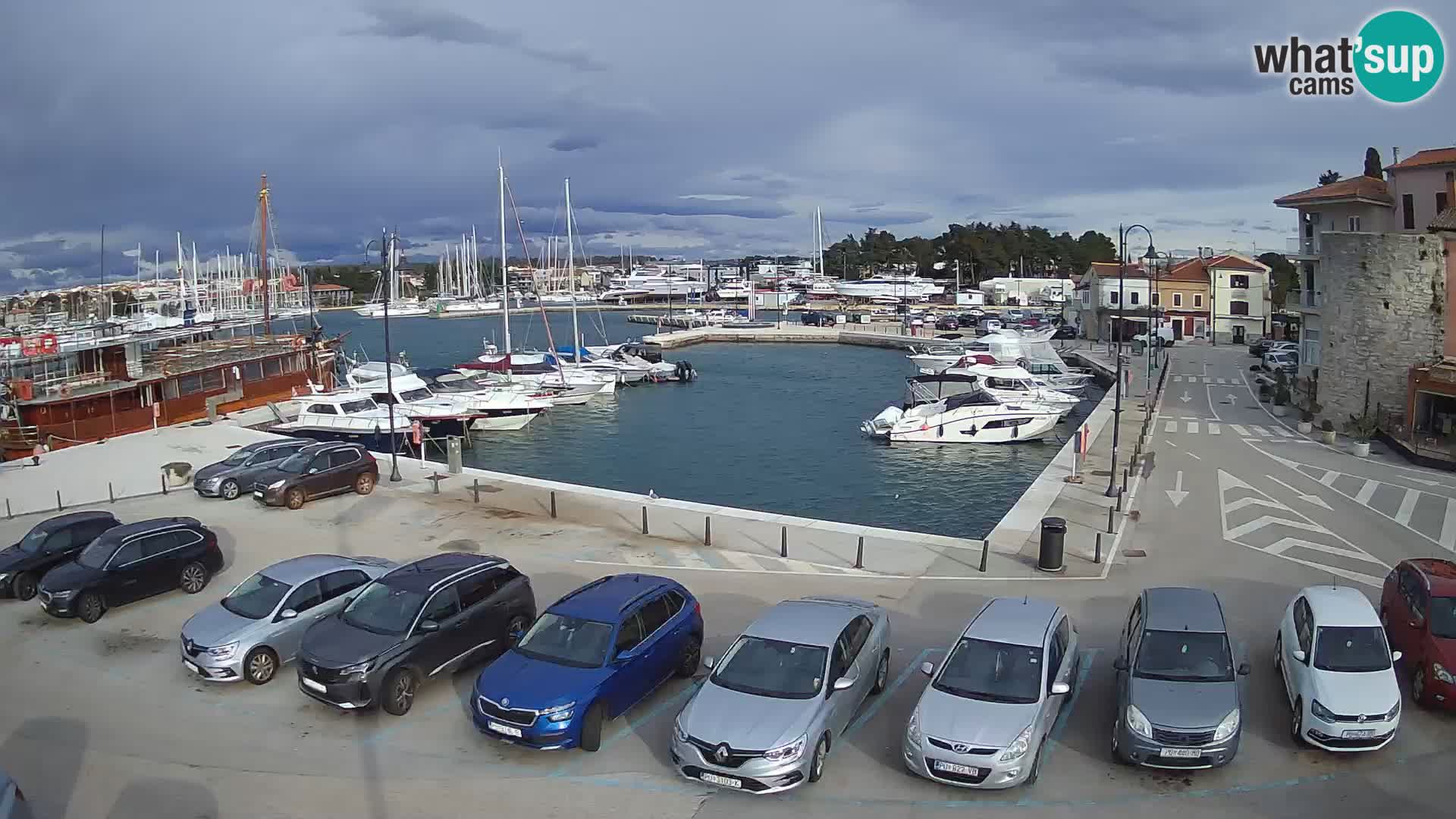 Novigrad | Porporela marina