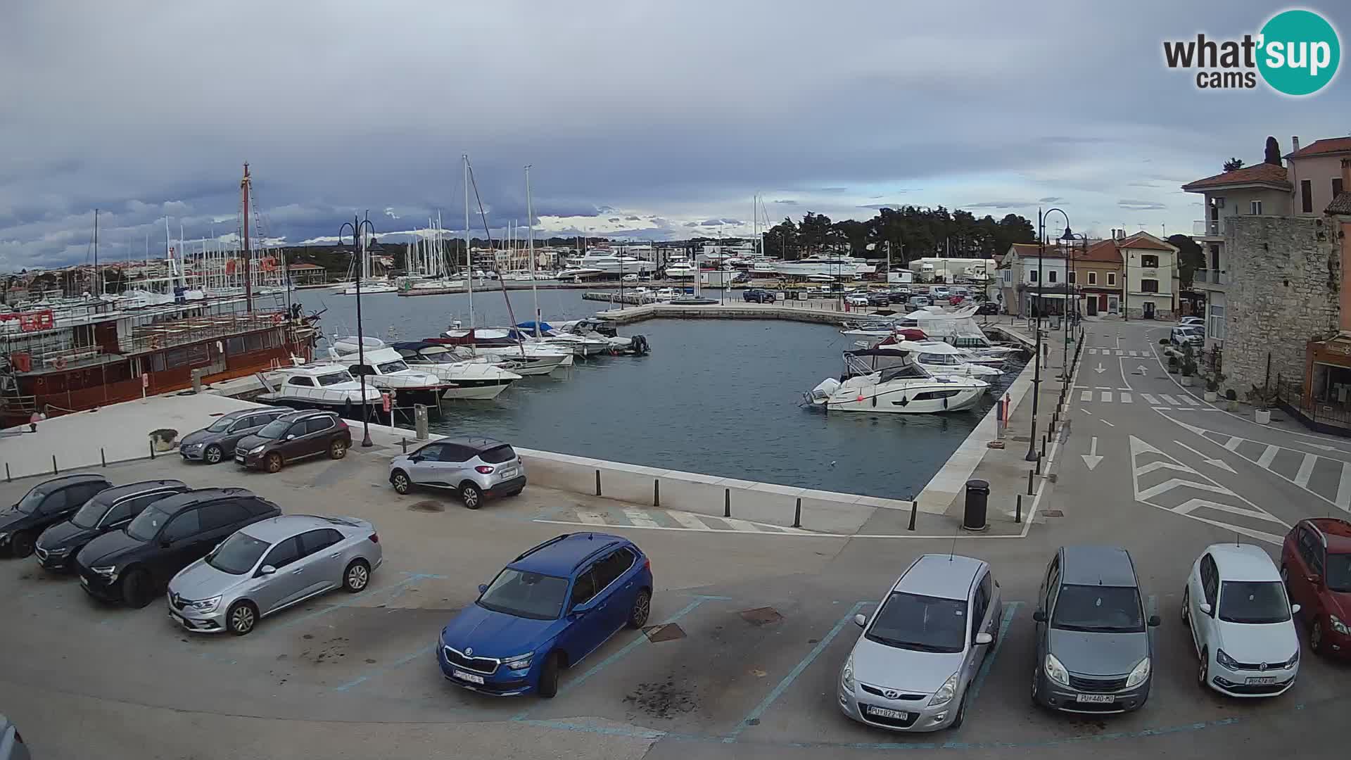 Novigrad | Porporela marina