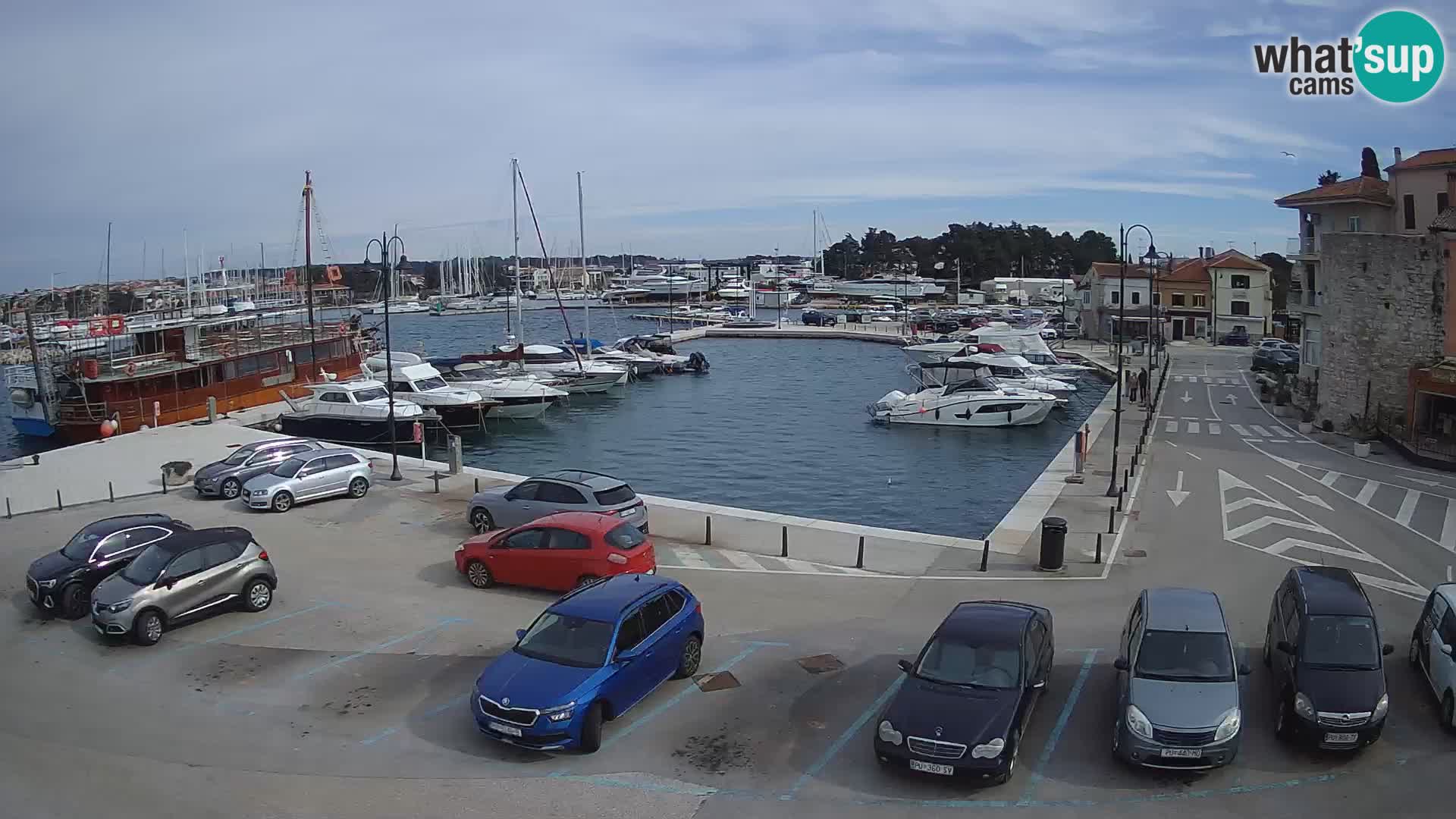 Novigrad | Porporela marina