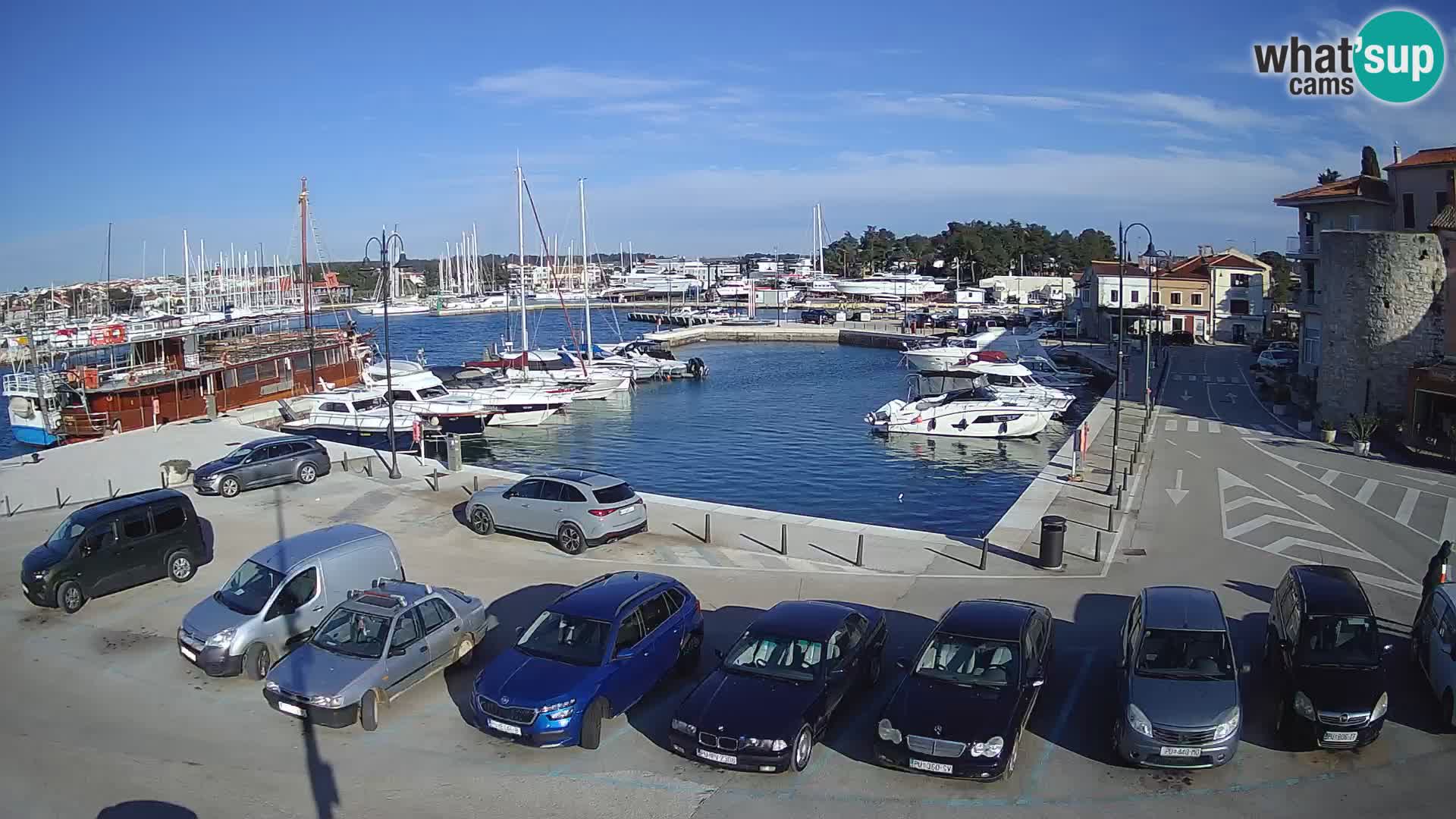 Novigrad | Porporela marina