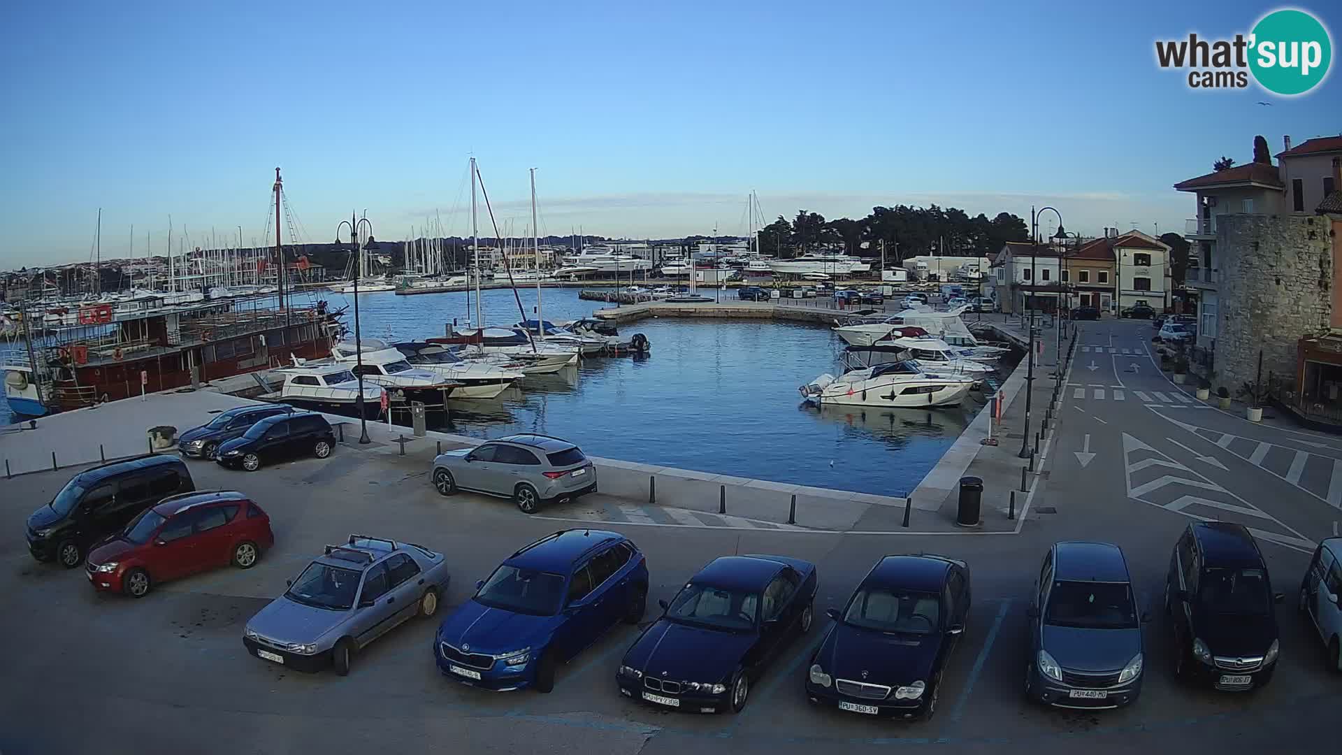 Novigrad | Porporela marina