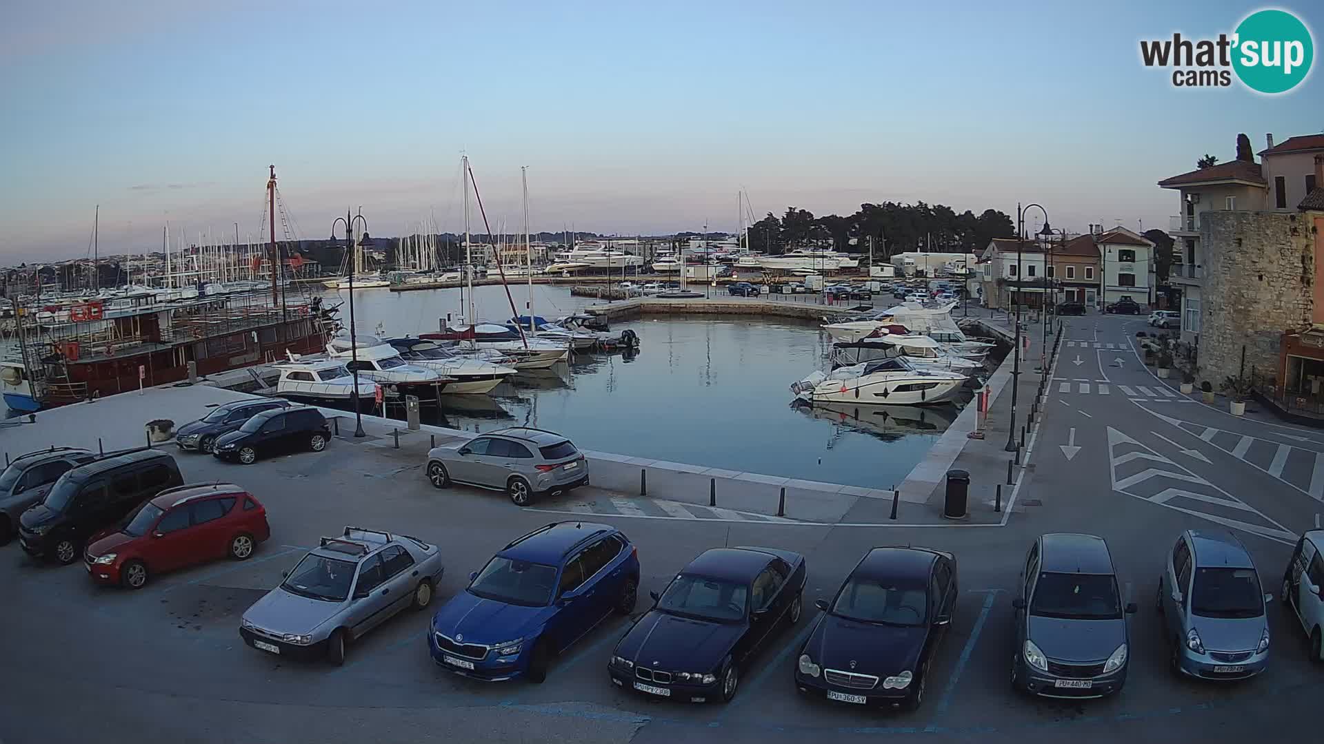 Novigrad | Porporela marina