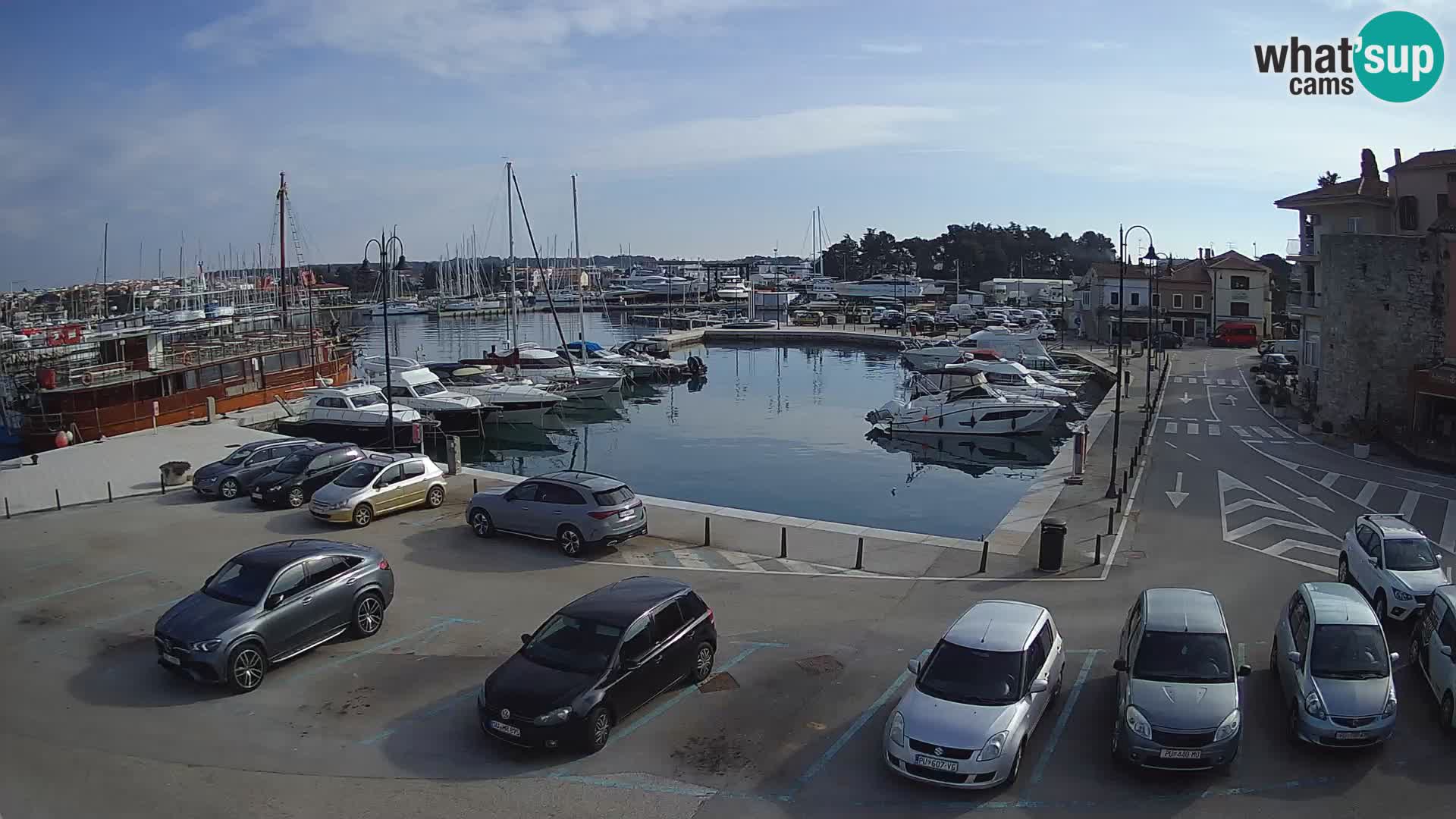 Novigrad | Porporela marina