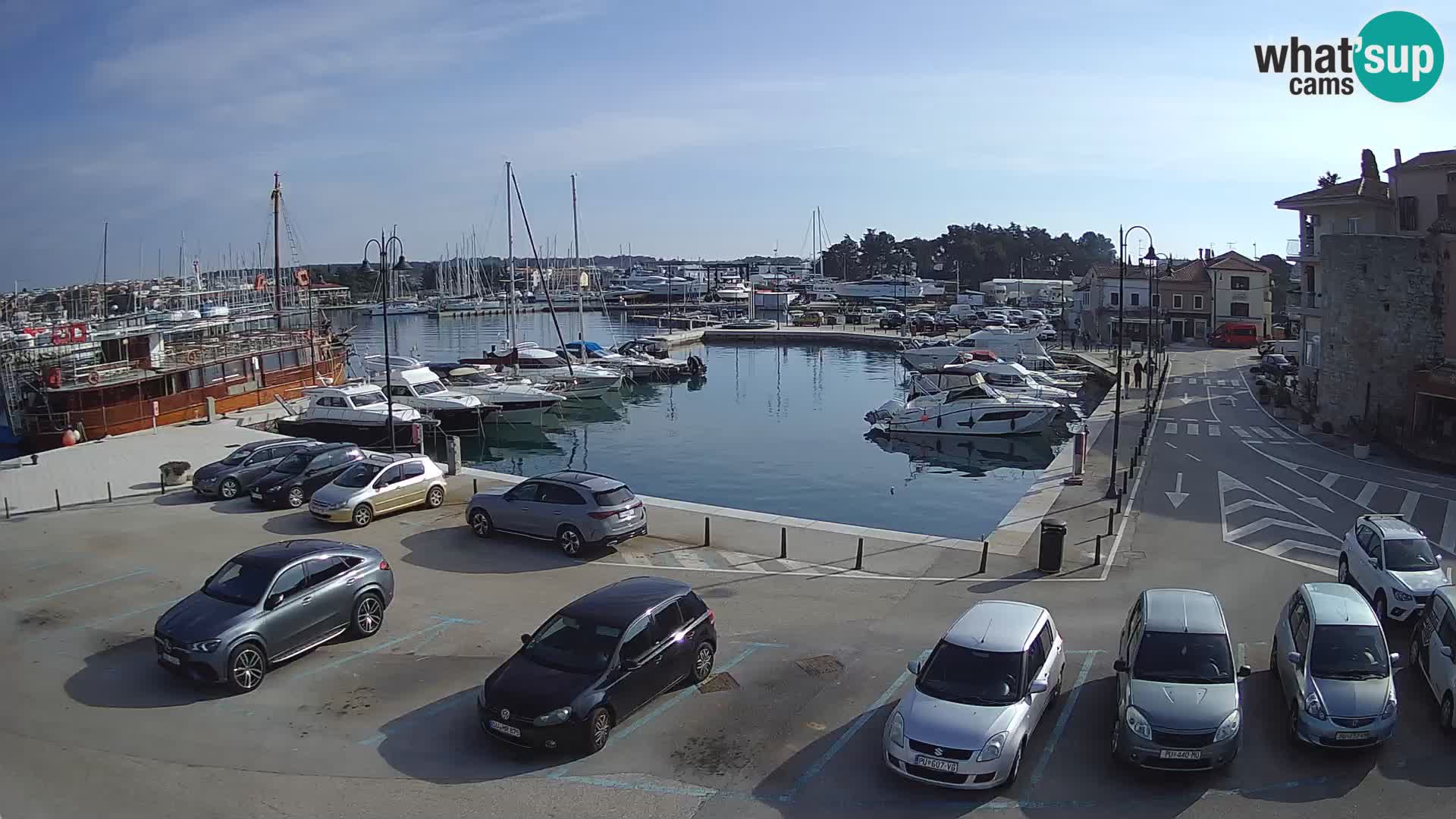 Novigrad | Porporela marina