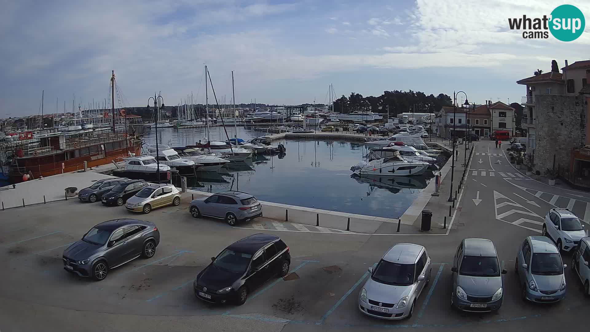Novigrad | Porporela marina