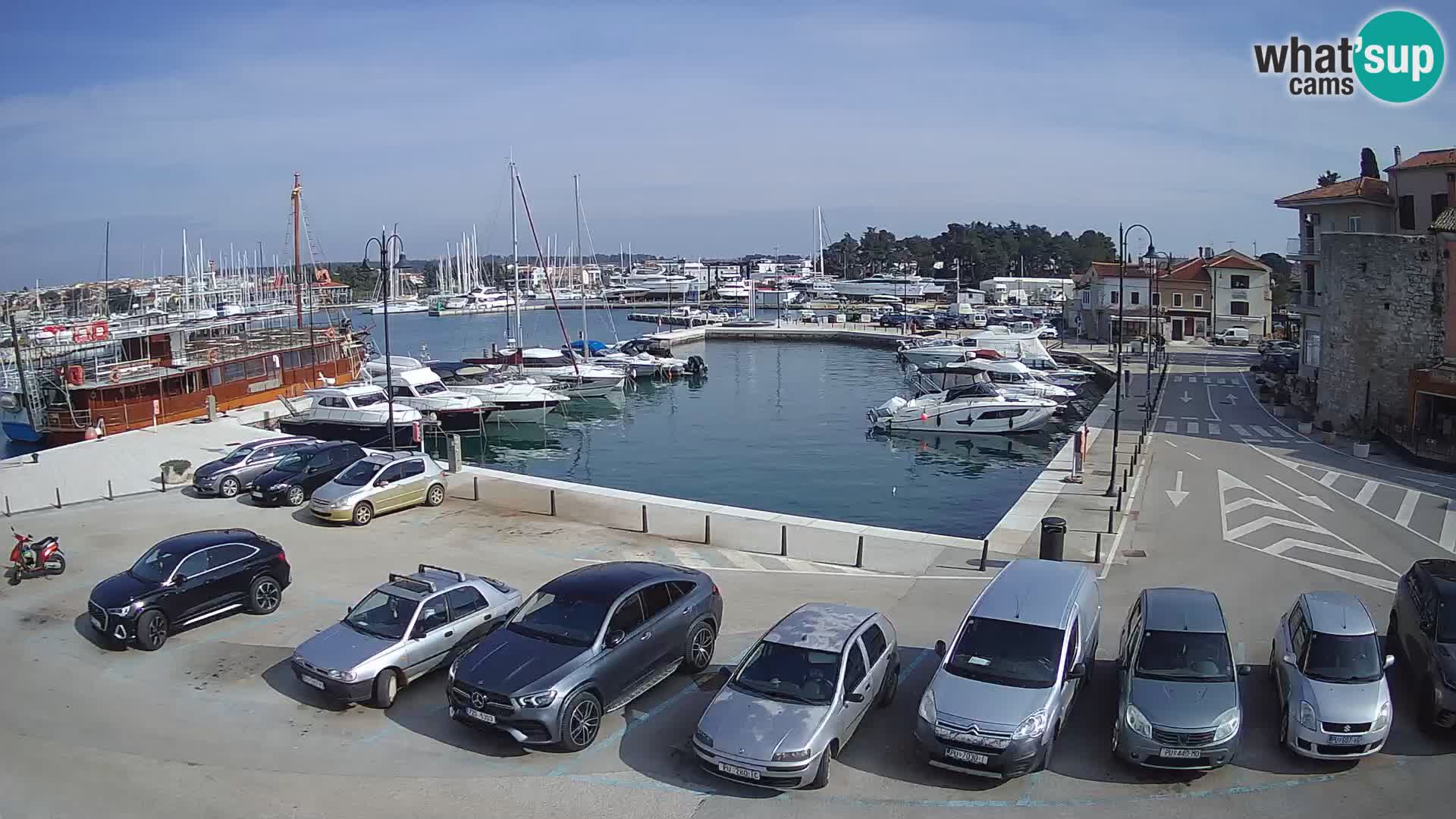 Novigrad | Porporela marina
