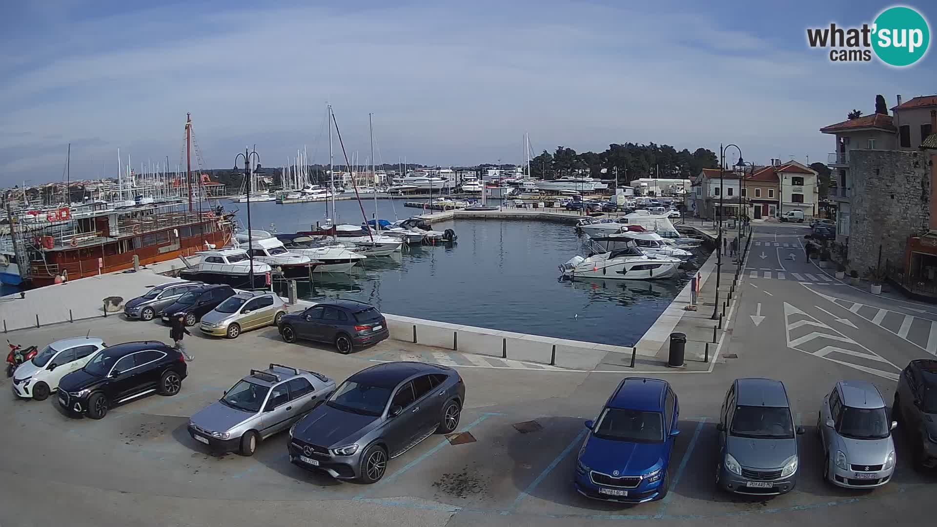 Novigrad | Porporela marina