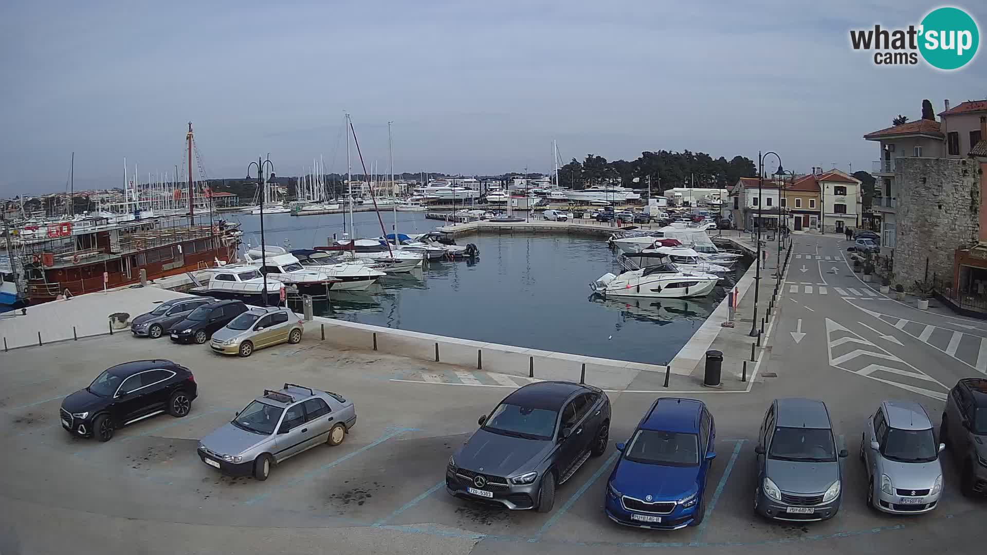 Novigrad | Porporela marina
