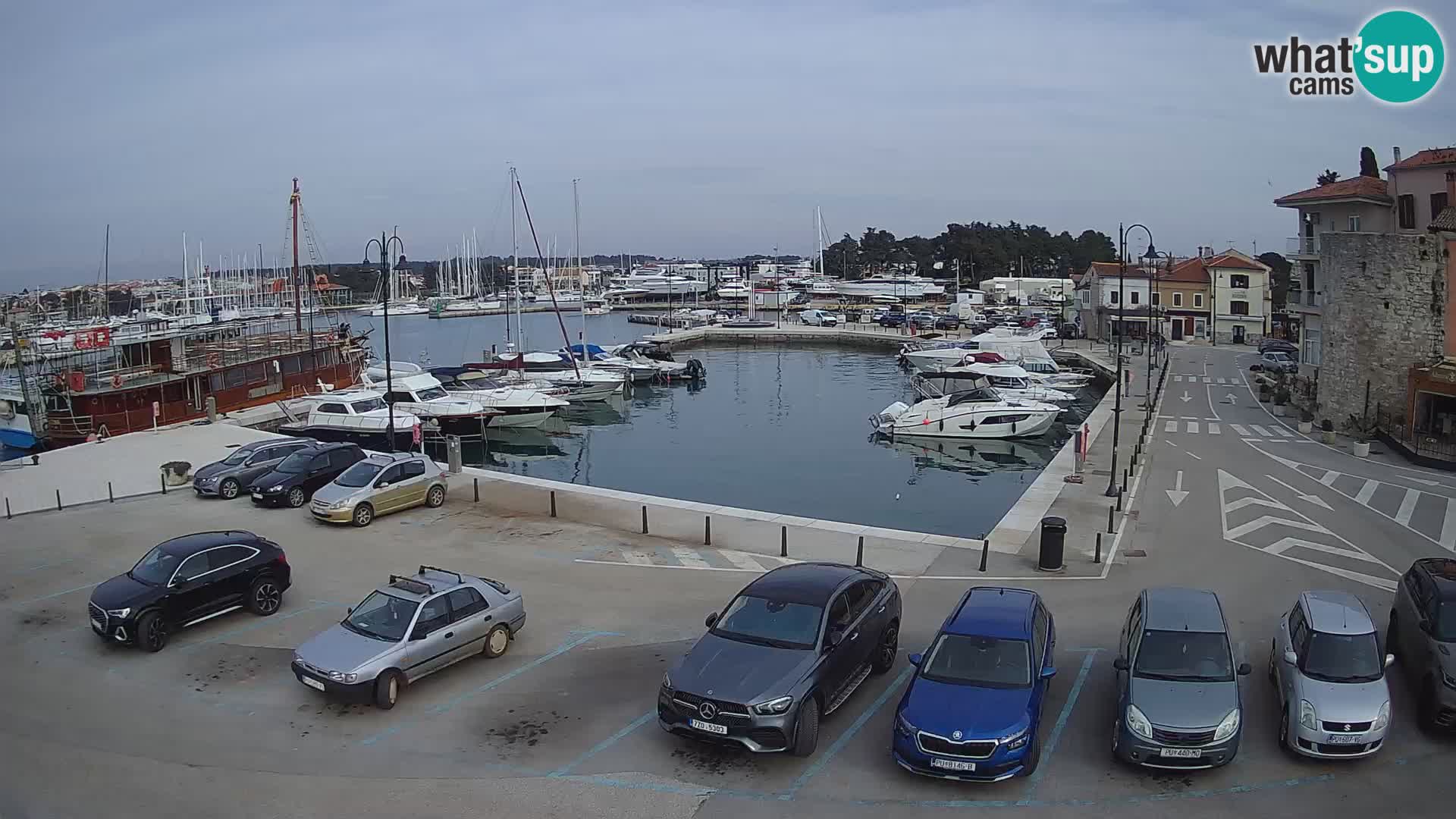 Novigrad | Porporela marina