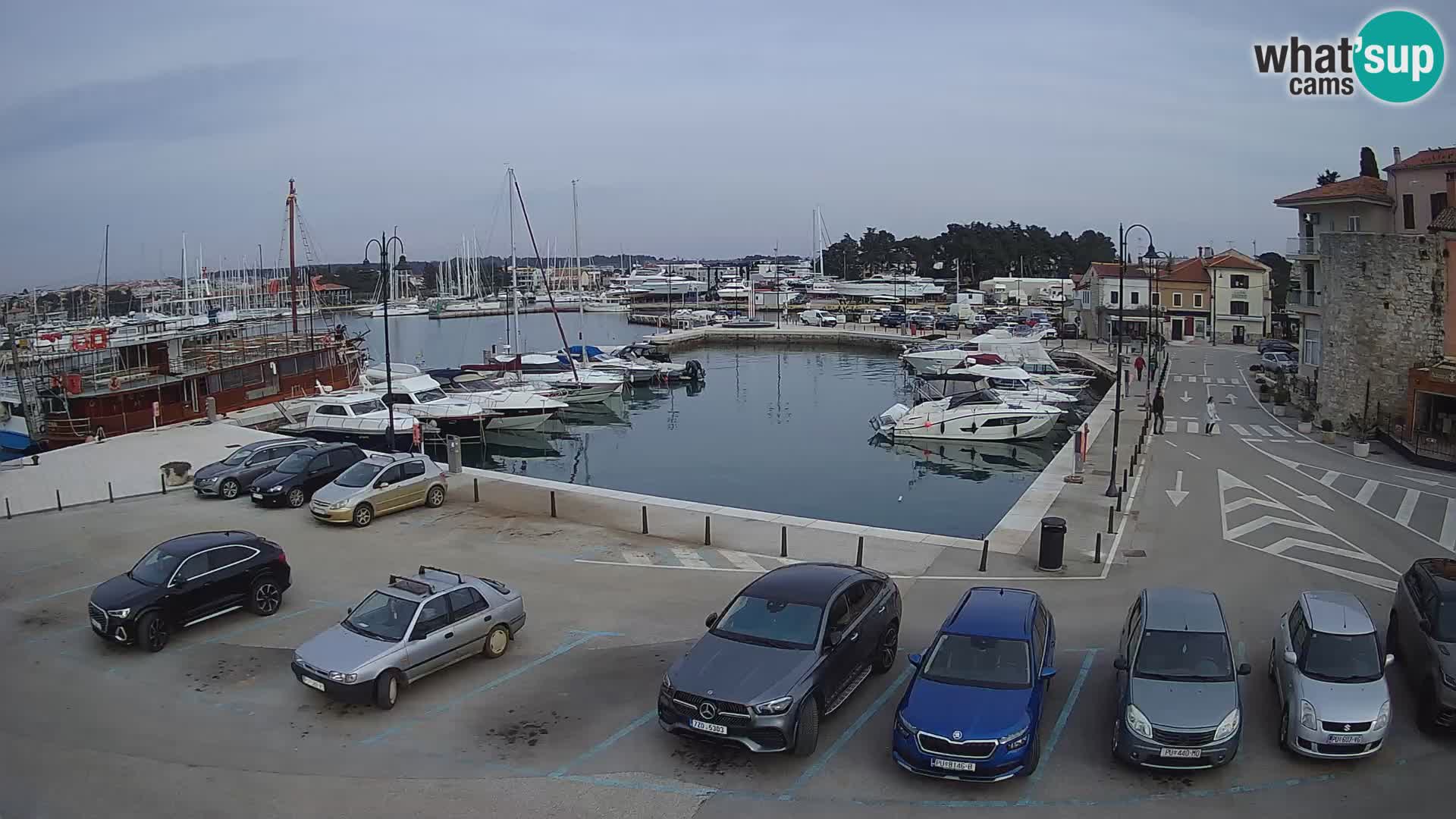 Novigrad | Porporela marina