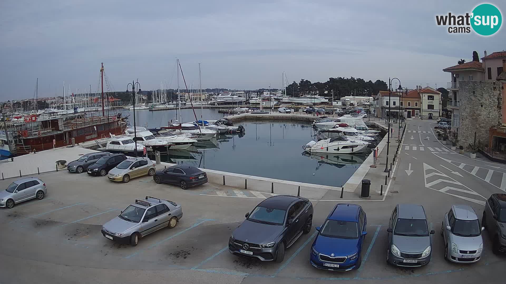 Novigrad | Porporela marina
