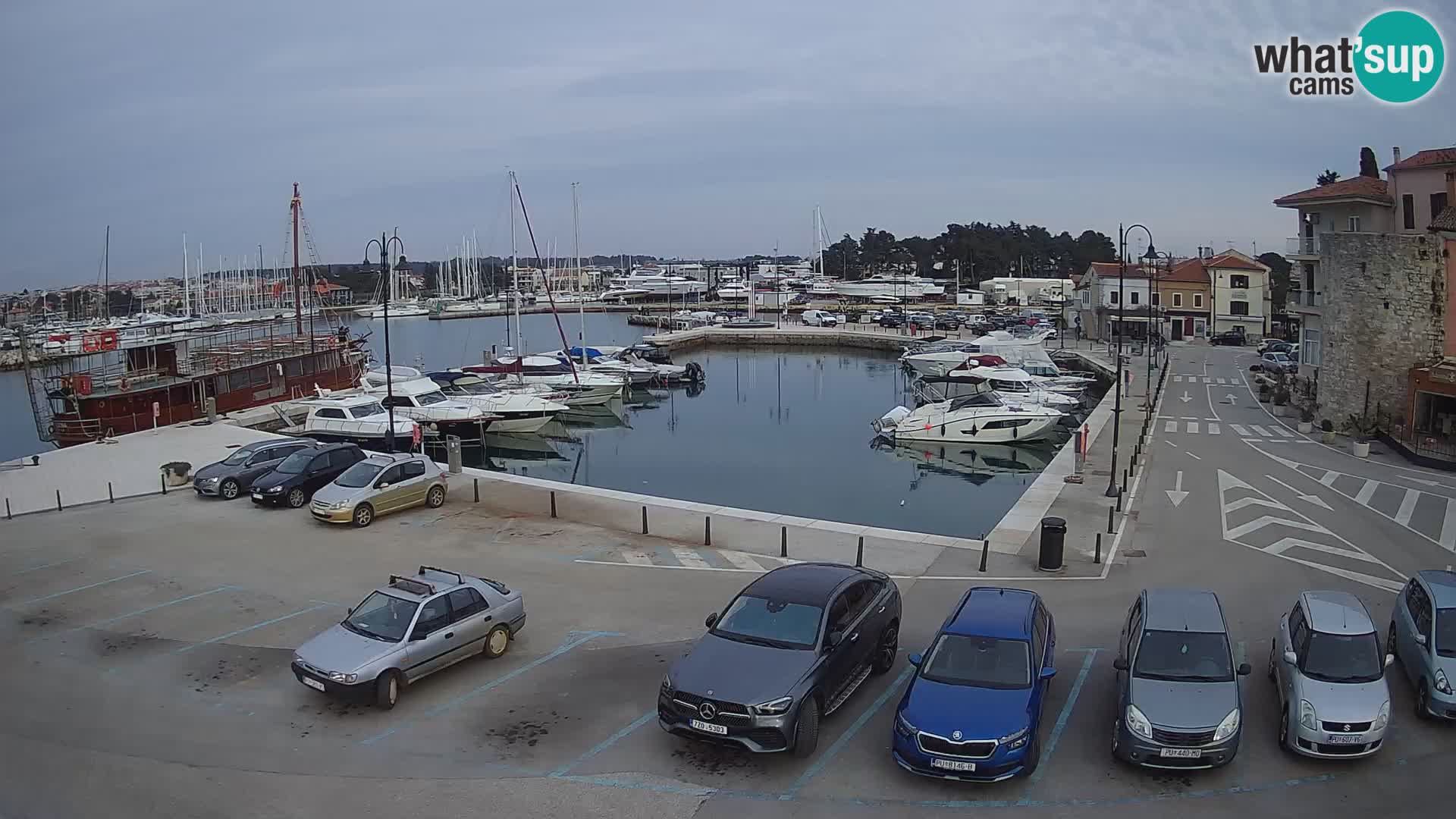 Novigrad | Porporela marina
